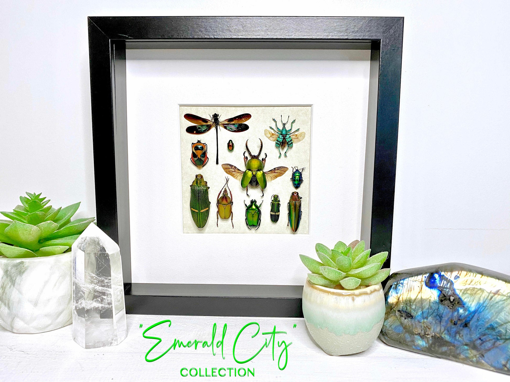 Framed taxidermy insects Oddities and curiosities Real insect taxidermy art Bug taxidermy wall art Insect shadow box Framed wall art