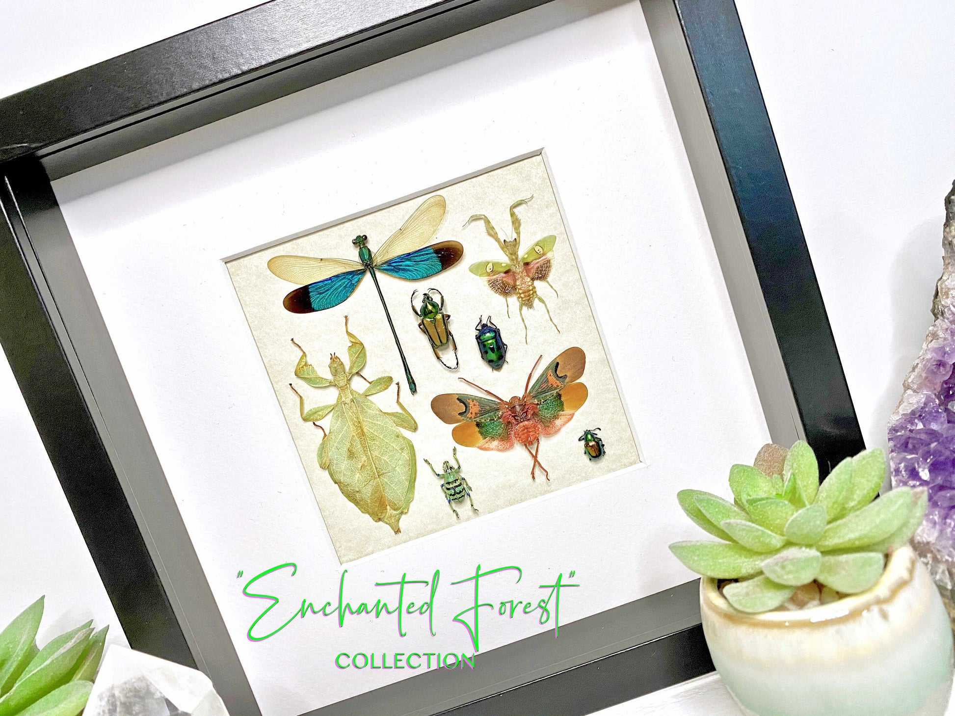 Real insect taxidermy art Dragonfly taxidermy Oddities and curiosities Praying Mantis Taxidermy wall art Bug collection Framed wall art