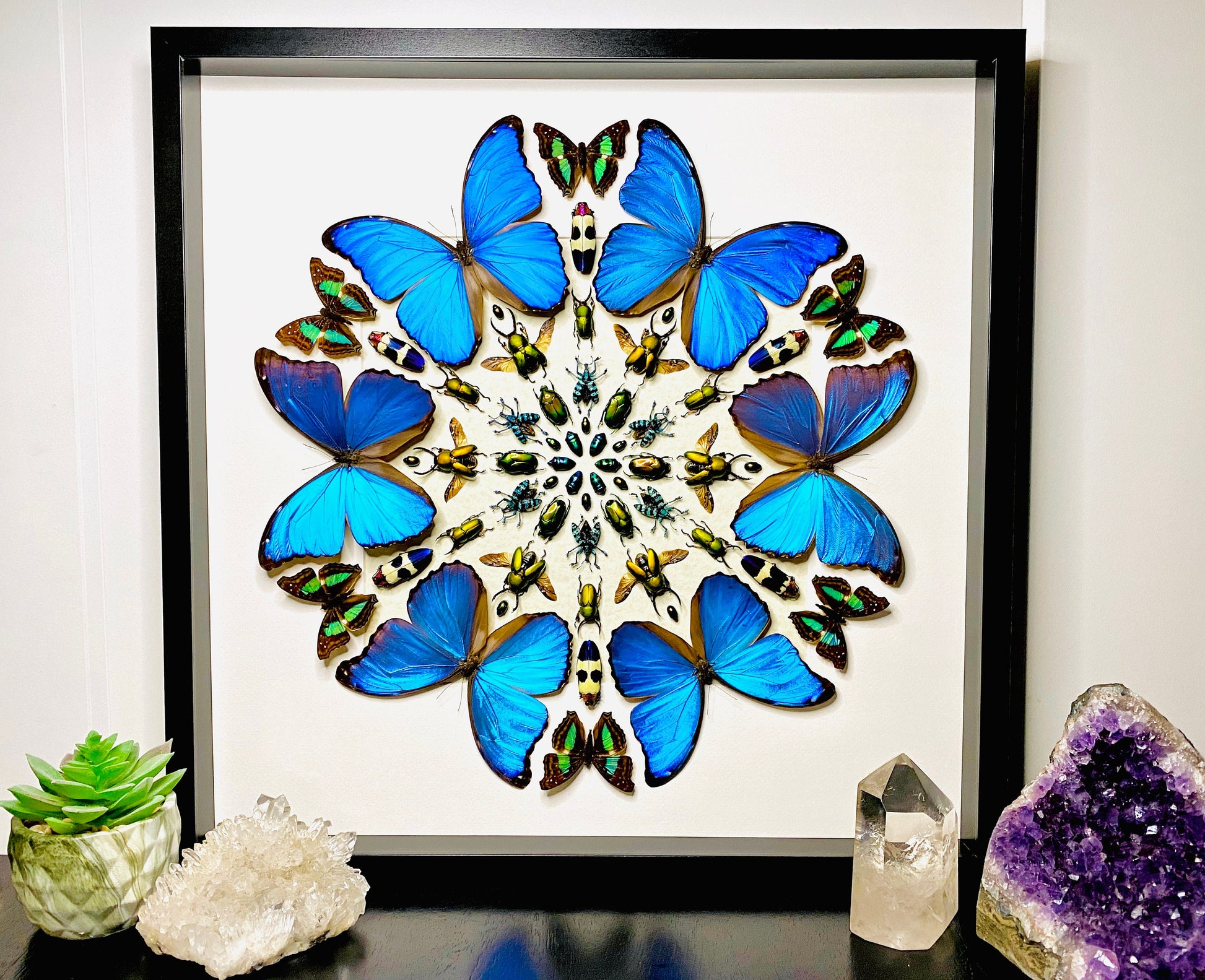 Real framed butterfly wall art Real butterfly framed taxidermy butterfly shadow box Large butterfly wall decor Real insect collage