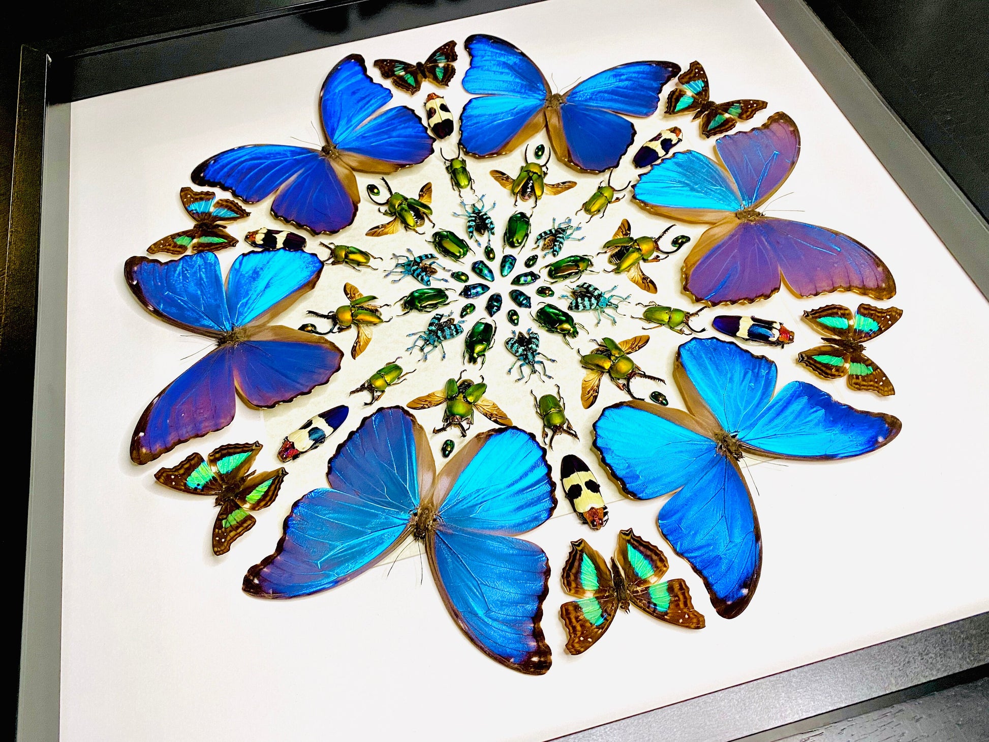 Real framed butterfly wall art Real butterfly framed taxidermy butterfly shadow box Large butterfly wall decor Real insect collage