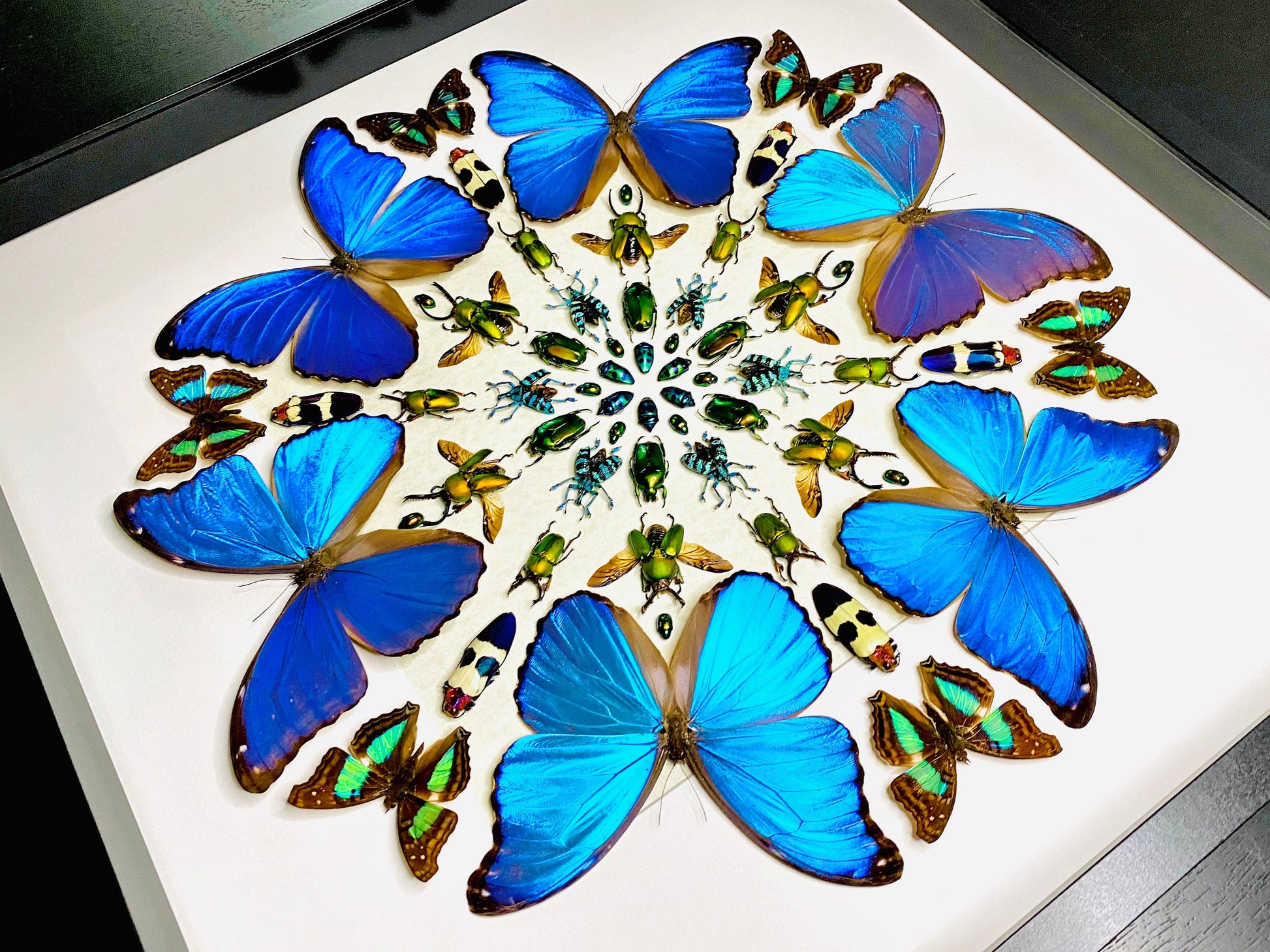 Real framed butterfly wall art Real butterfly framed taxidermy butterfly shadow box Large butterfly wall decor Real insect collage