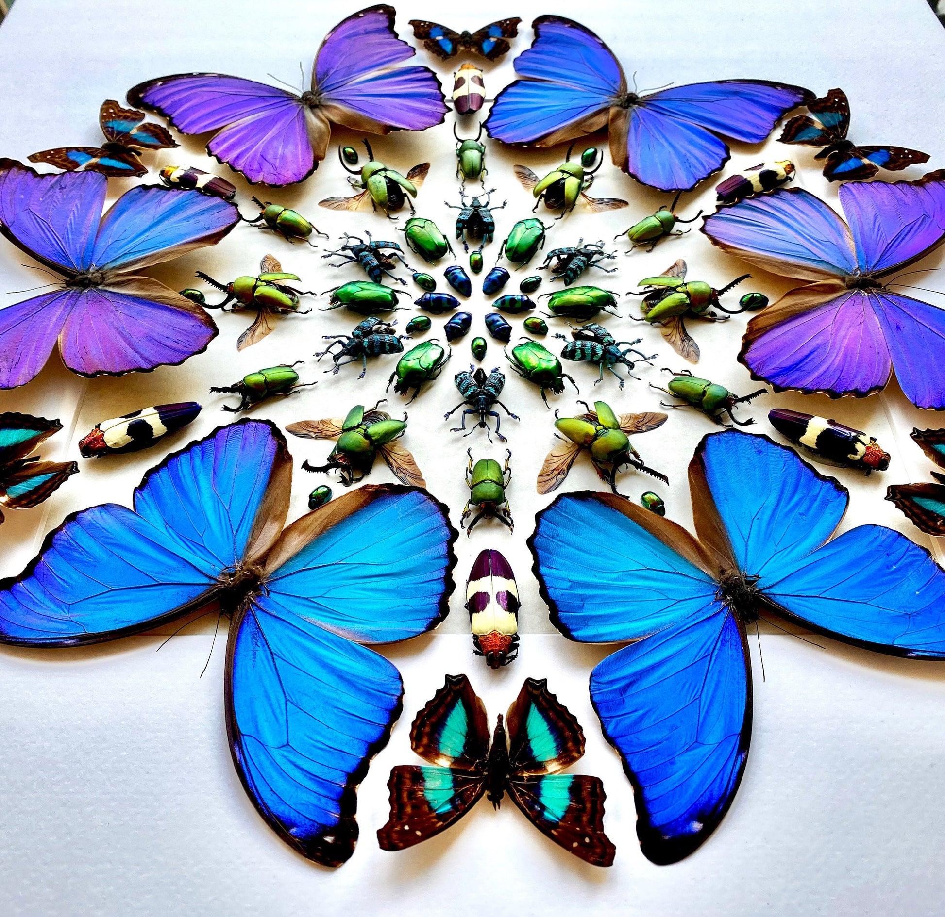 Real framed butterfly wall art Real butterfly framed taxidermy butterfly shadow box Large butterfly wall decor Real insect collage