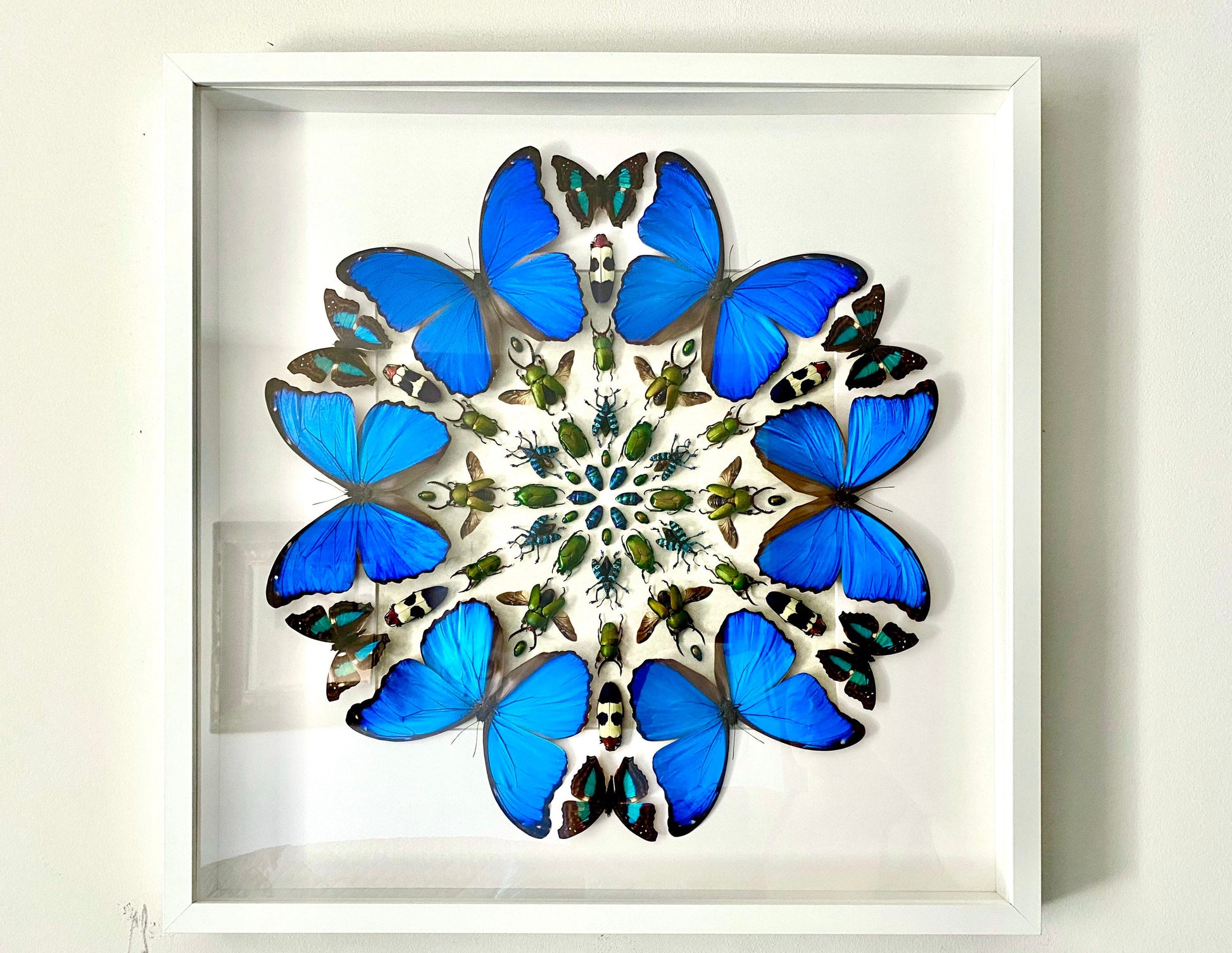 Real framed butterfly wall art Real butterfly framed taxidermy butterfly shadow box Large butterfly wall decor Real insect collage