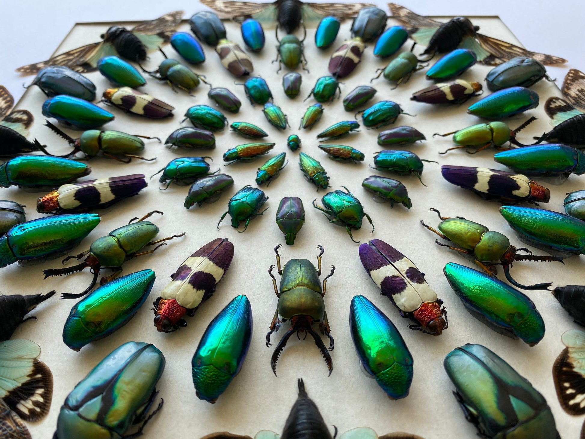 Real insect taxidermy art Large framed wall art Mixed media art Oddities and curiosities Original artwork Beetle taxidermy bugs Shadowbox