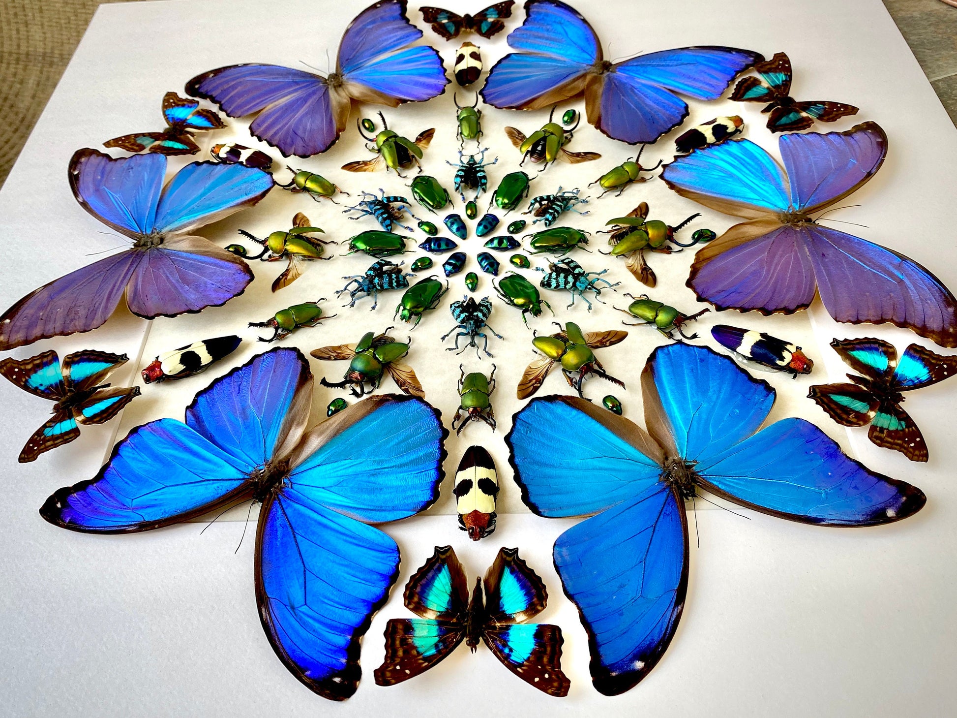 Real framed butterfly wall art Real butterfly framed taxidermy butterfly shadow box Large butterfly wall decor Real insect collage