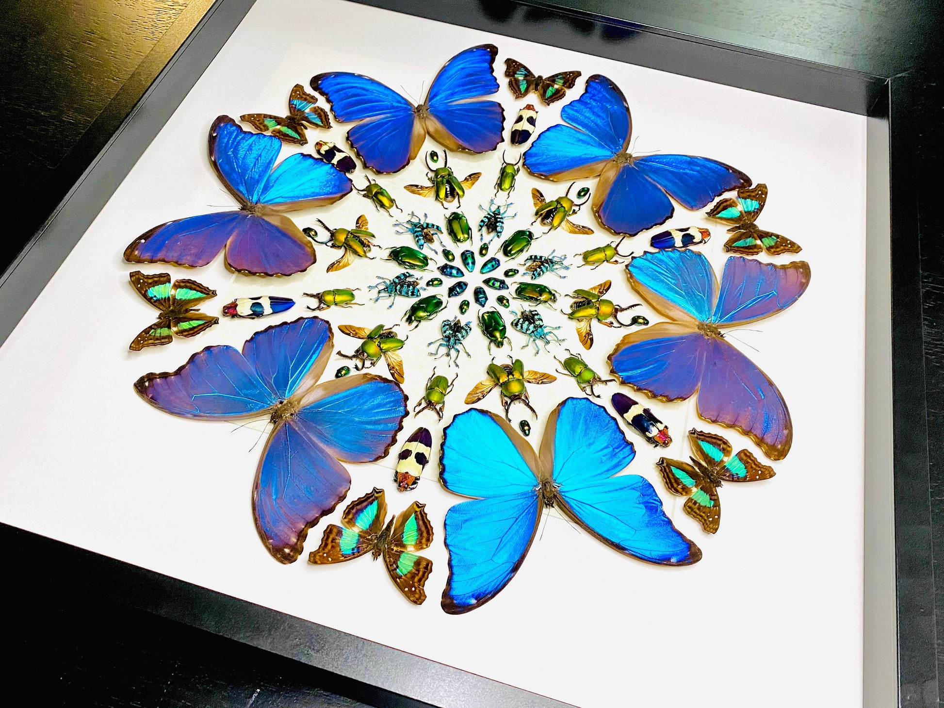 Real framed butterfly wall art Real butterfly framed taxidermy butterfly shadow box Large butterfly wall decor Real insect collage