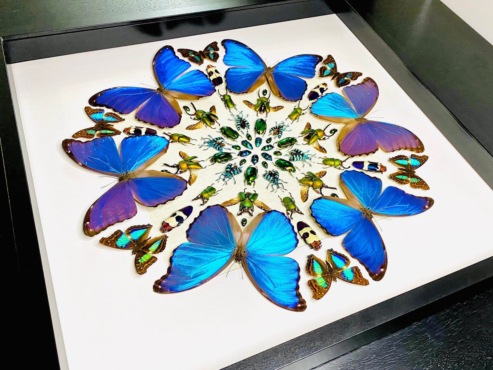 Real framed butterfly wall art Real butterfly framed taxidermy butterfly shadow box Large butterfly wall decor Real insect collage