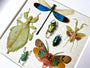 Real insect taxidermy art Dragonfly taxidermy Oddities and curiosities Praying Mantis Taxidermy wall art Bug collection Framed wall art