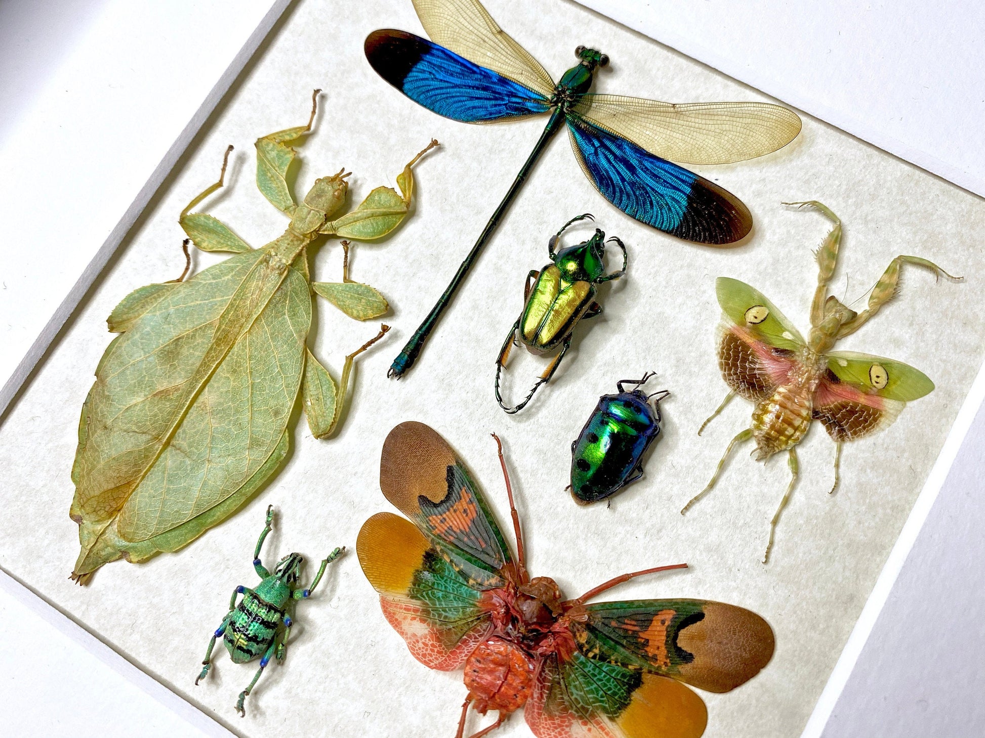 Real insect taxidermy art Dragonfly taxidermy Oddities and curiosities Praying Mantis Taxidermy wall art Bug collection Framed wall art