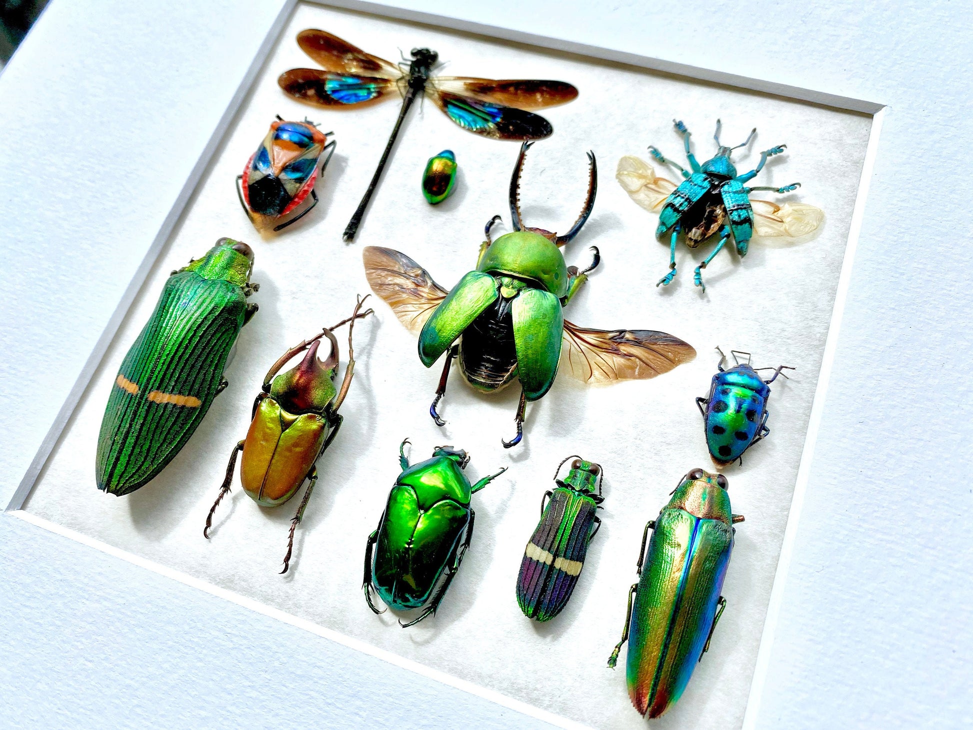 Framed taxidermy insects Oddities and curiosities Real insect taxidermy art Bug taxidermy wall art Insect shadow box Framed wall art