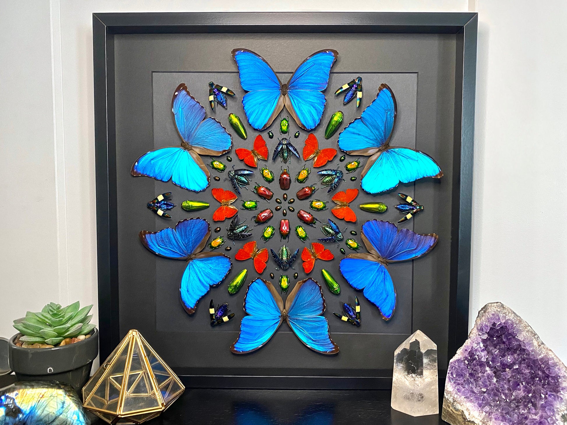 Real framed butterfly display Real butterfly wall art Taxidermy butterfly framed insect wall art Large shadowbox Mounted butterfly artwork