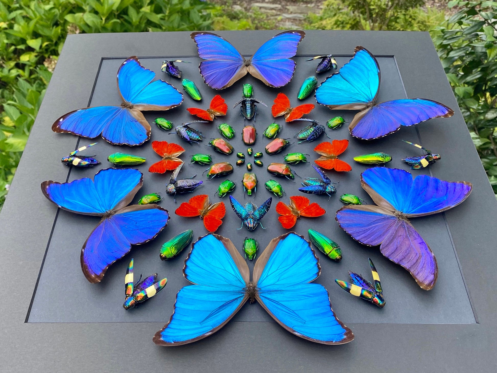 Real framed butterfly display Real butterfly wall art Taxidermy butterfly framed insect wall art Large shadowbox Mounted butterfly artwork