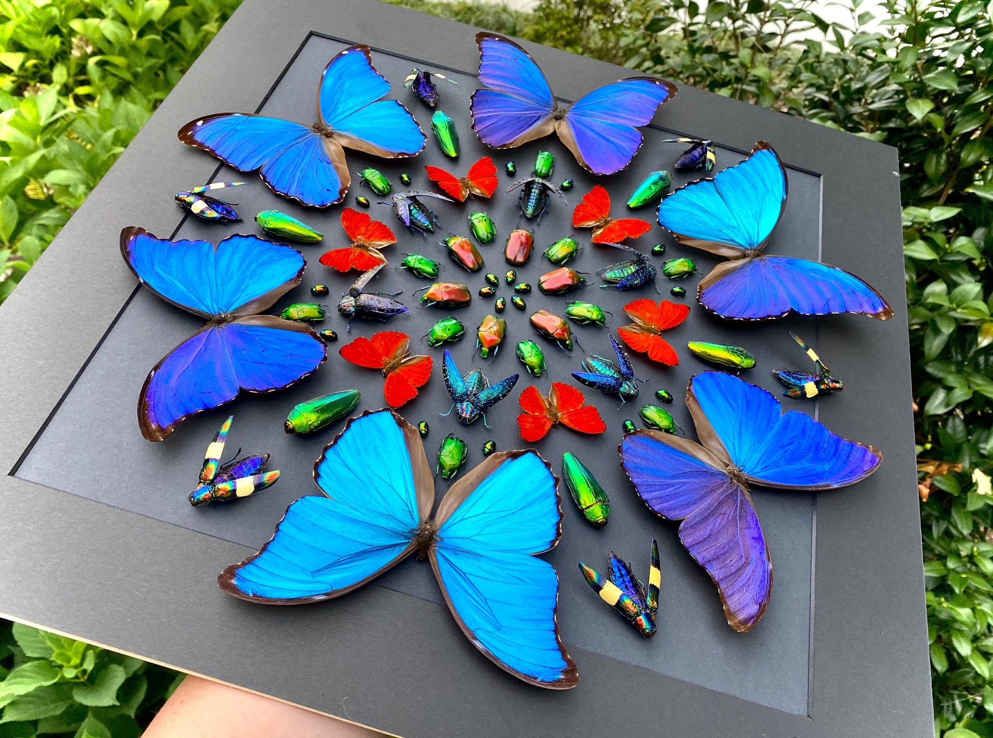 Real framed butterfly display Real butterfly wall art Taxidermy butterfly framed insect wall art Large shadowbox Mounted butterfly artwork