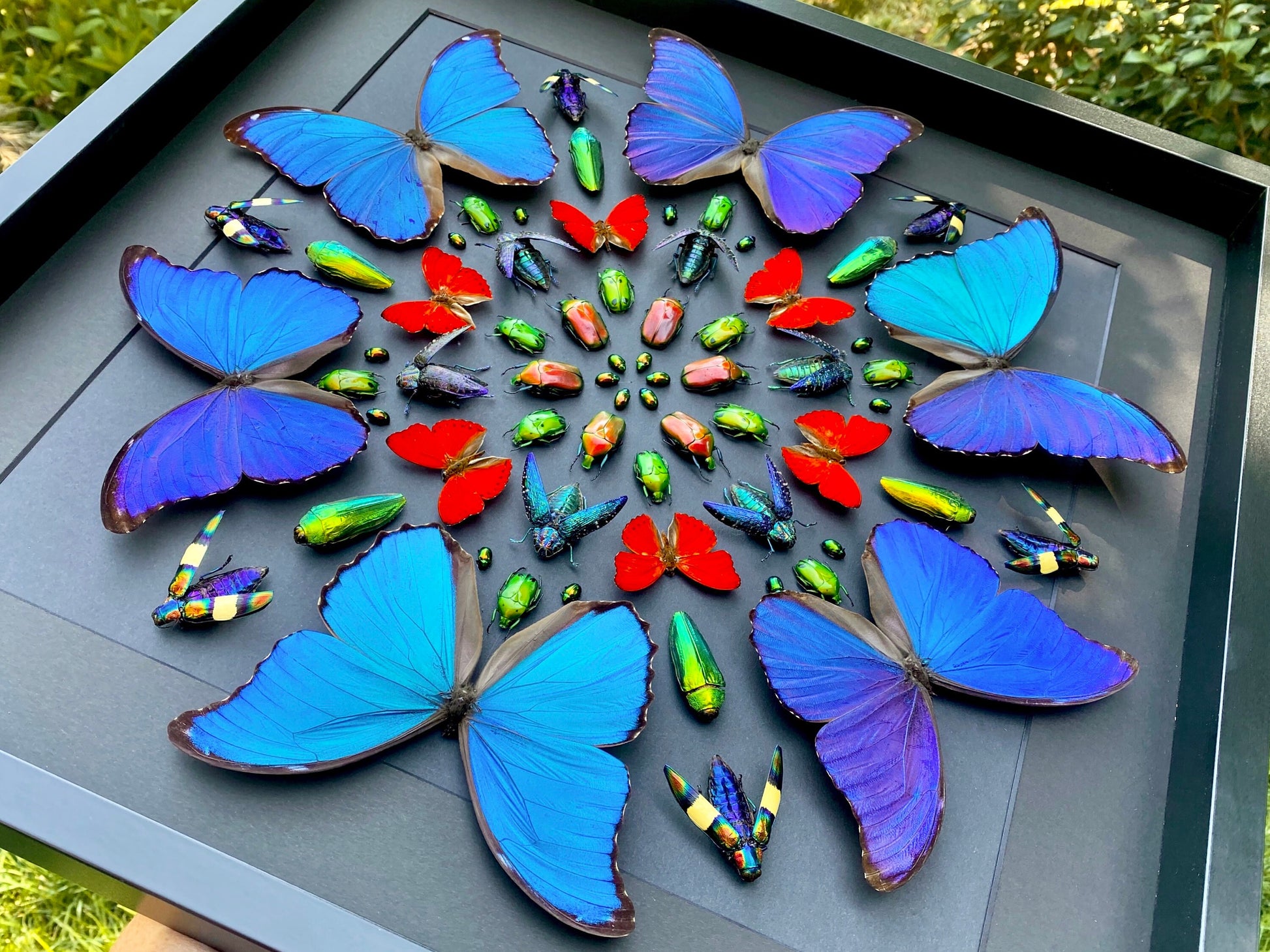 Real framed butterfly display Real butterfly wall art Taxidermy butterfly framed insect wall art Large shadowbox Mounted butterfly artwork