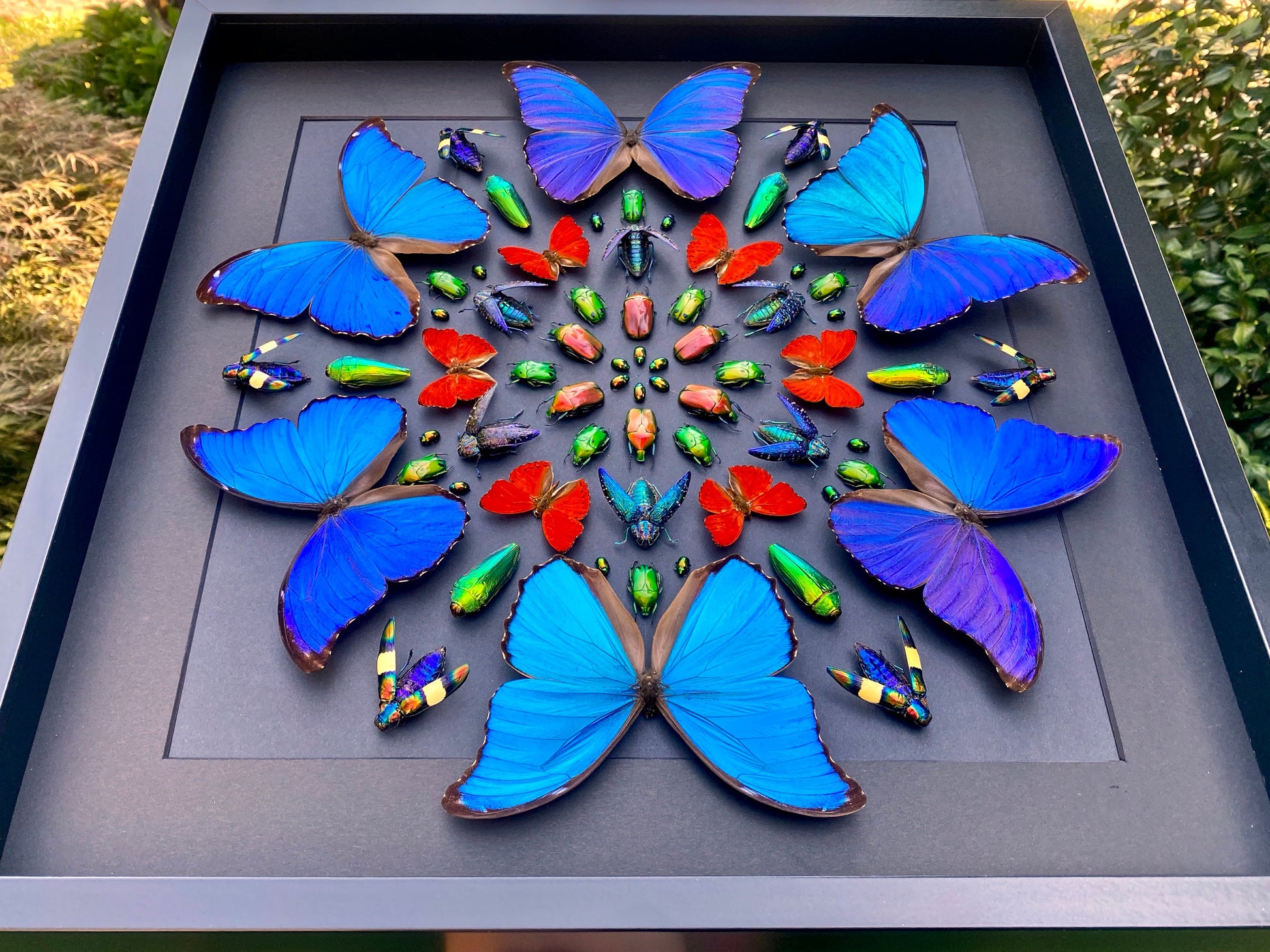 Real framed butterfly display Real butterfly wall art Taxidermy butterfly framed insect wall art Large shadowbox Mounted butterfly artwork