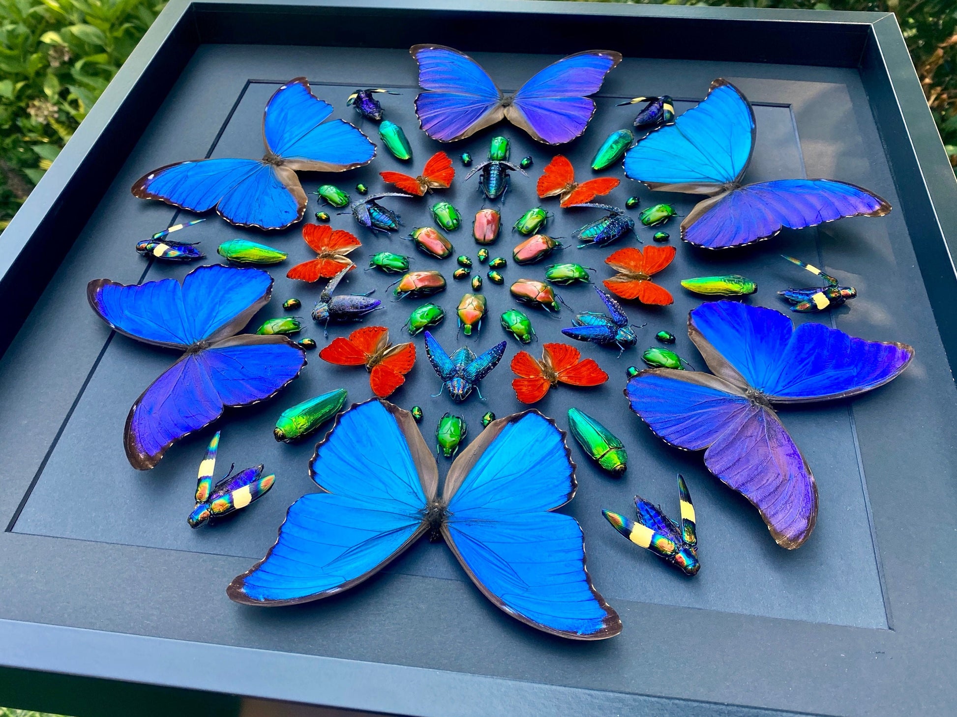 Real framed butterfly display Real butterfly wall art Taxidermy butterfly framed insect wall art Large shadowbox Mounted butterfly artwork