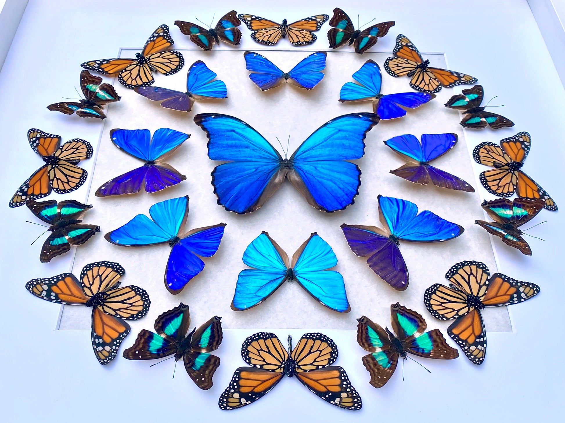 Real butterfly framed butterfly collection Butterfly taxidermy art Framed butterfly specimens Butterfly shadow box Framed butterfly art