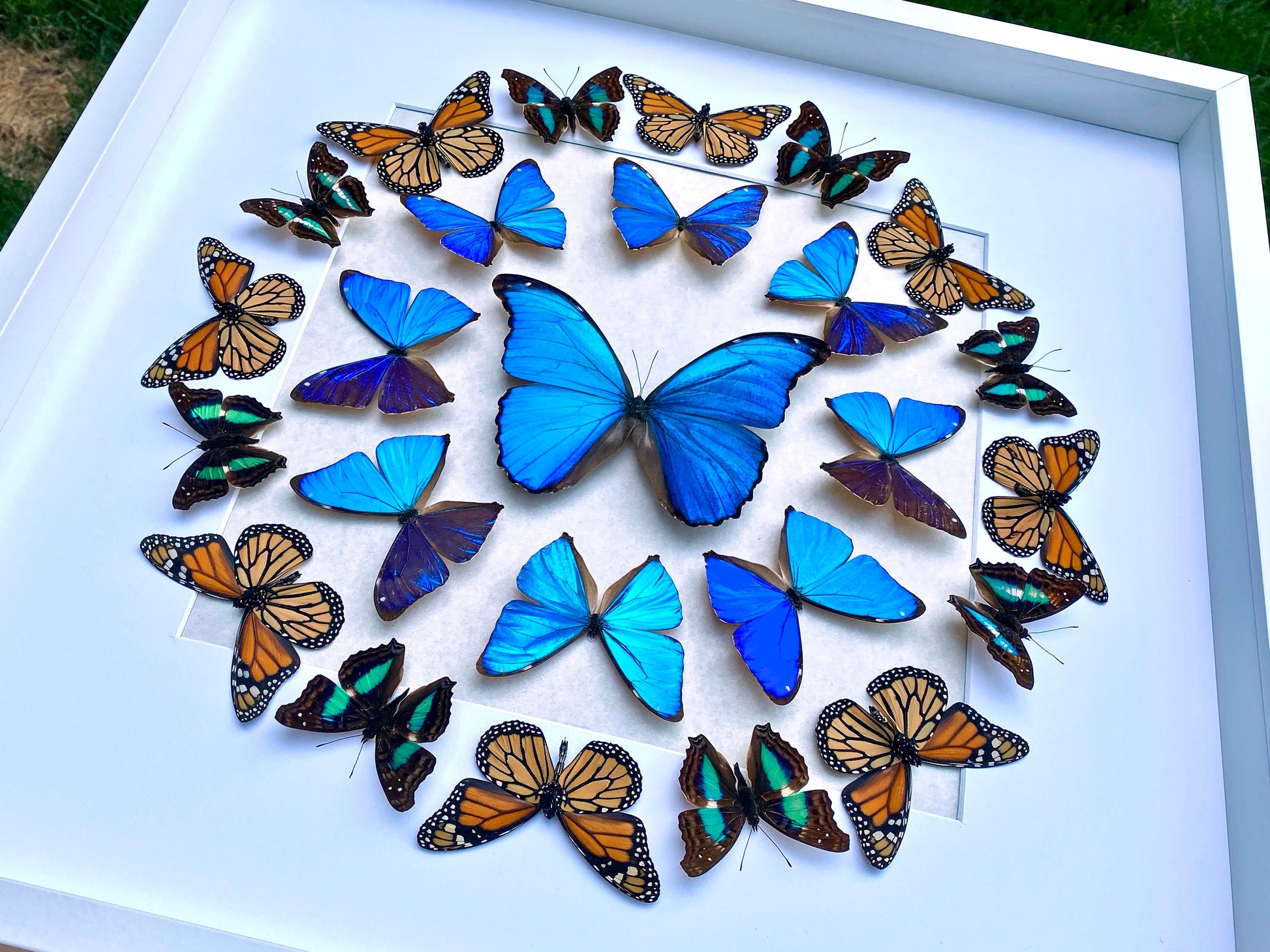 Real butterfly framed butterfly collection Butterfly taxidermy art Framed butterfly specimens Butterfly shadow box Framed butterfly art