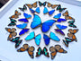 Real butterfly framed butterfly collection Butterfly taxidermy art Framed butterfly specimens Butterfly shadow box Framed butterfly art