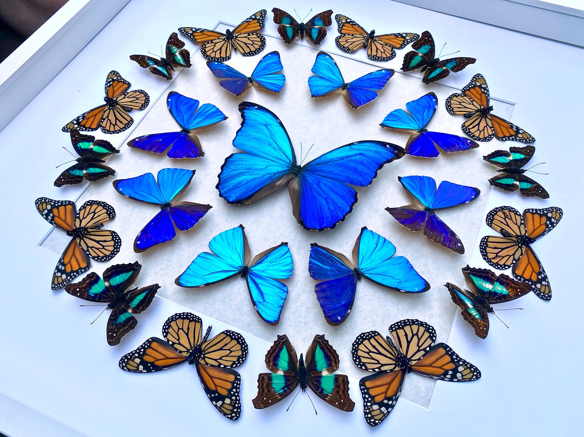 Real butterfly framed butterfly collection Butterfly taxidermy art Framed butterfly specimens Butterfly shadow box Framed butterfly art