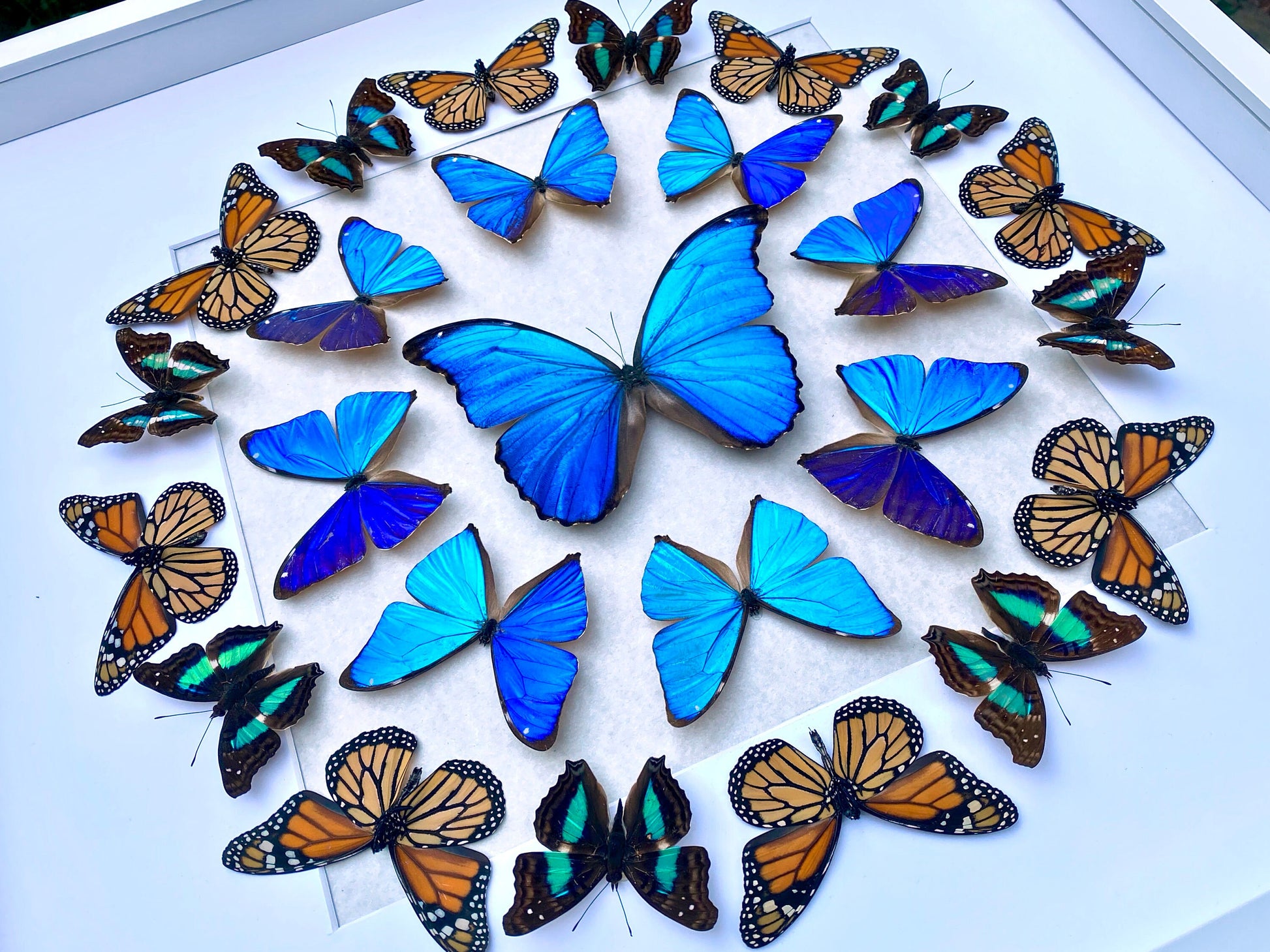 Real butterfly framed butterfly collection Butterfly taxidermy art Framed butterfly specimens Butterfly shadow box Framed butterfly art