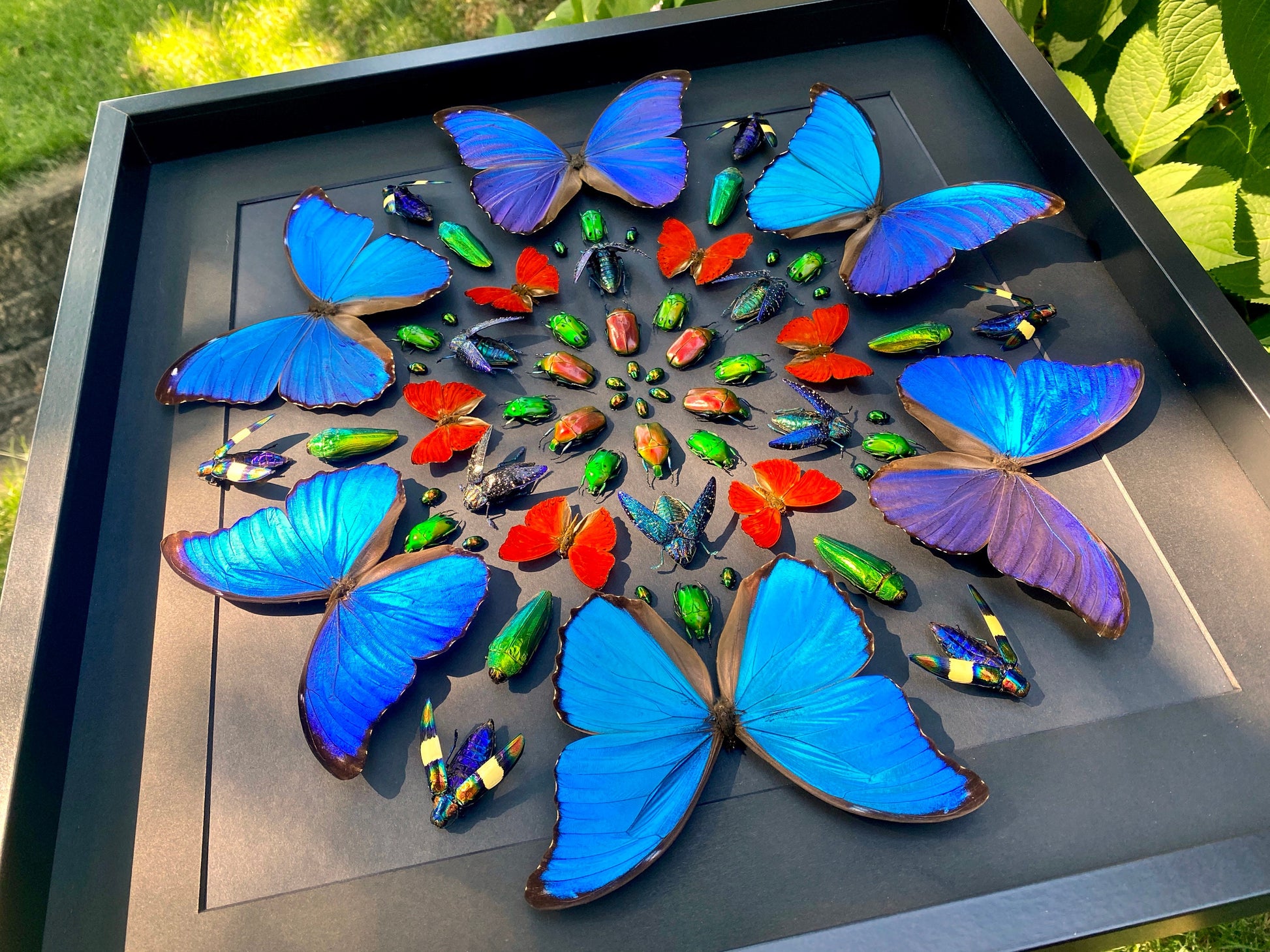 Real framed butterfly display Real butterfly wall art Taxidermy butterfly framed insect wall art Large shadowbox Mounted butterfly artwork