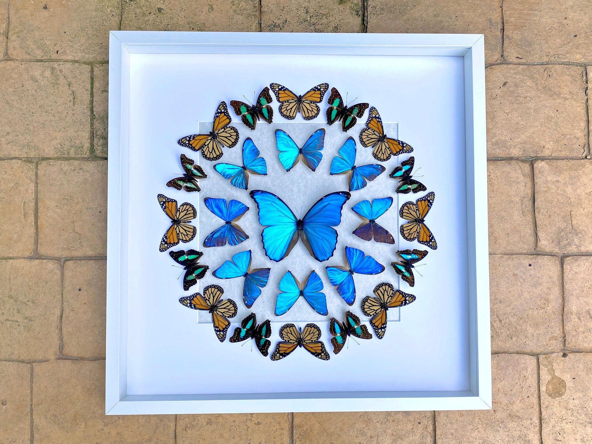Real butterfly framed butterfly collection Butterfly taxidermy art Framed butterfly specimens Butterfly shadow box Framed butterfly art