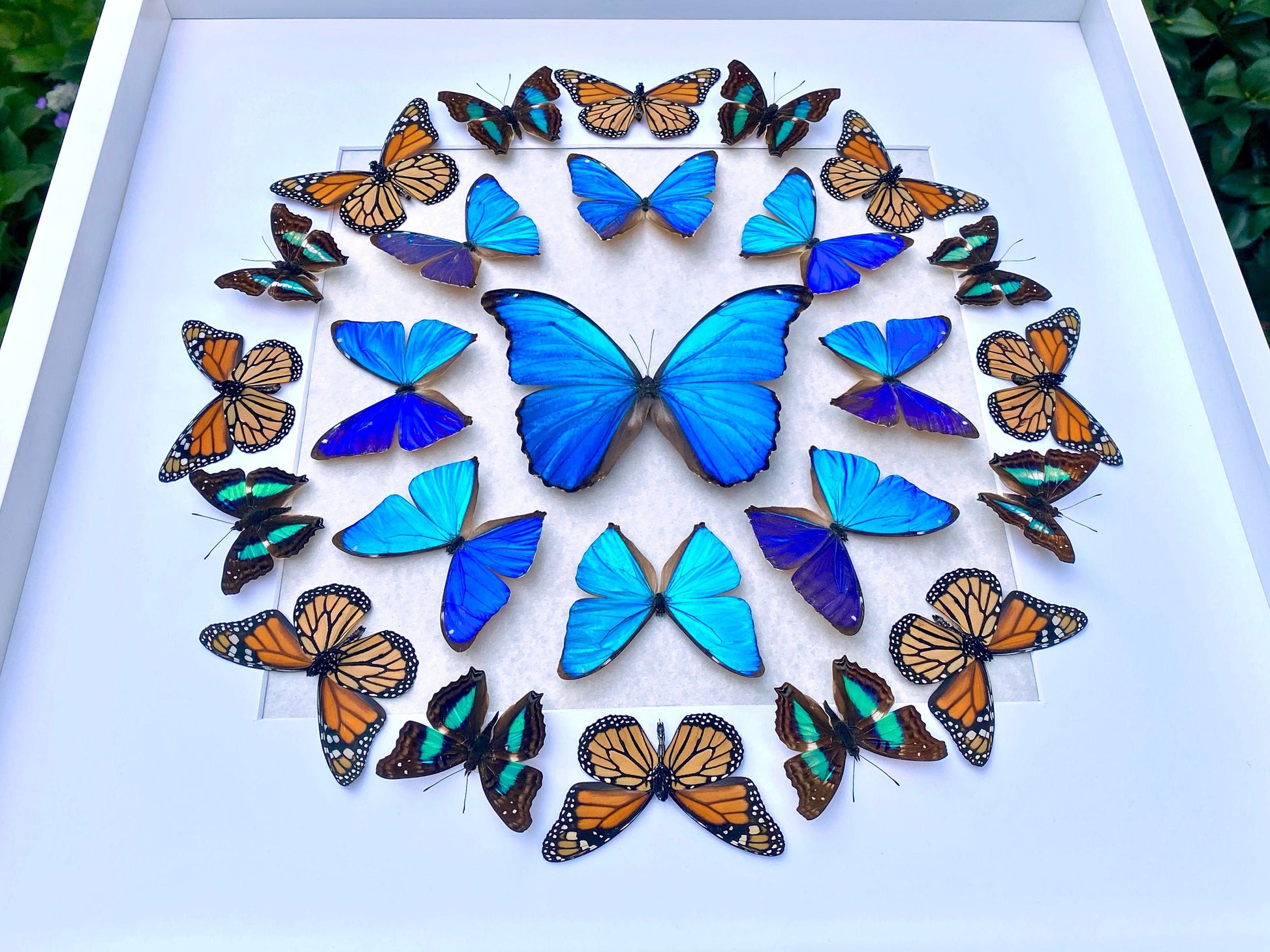 Real butterfly framed butterfly collection Butterfly taxidermy art Framed butterfly specimens Butterfly shadow box Framed butterfly art