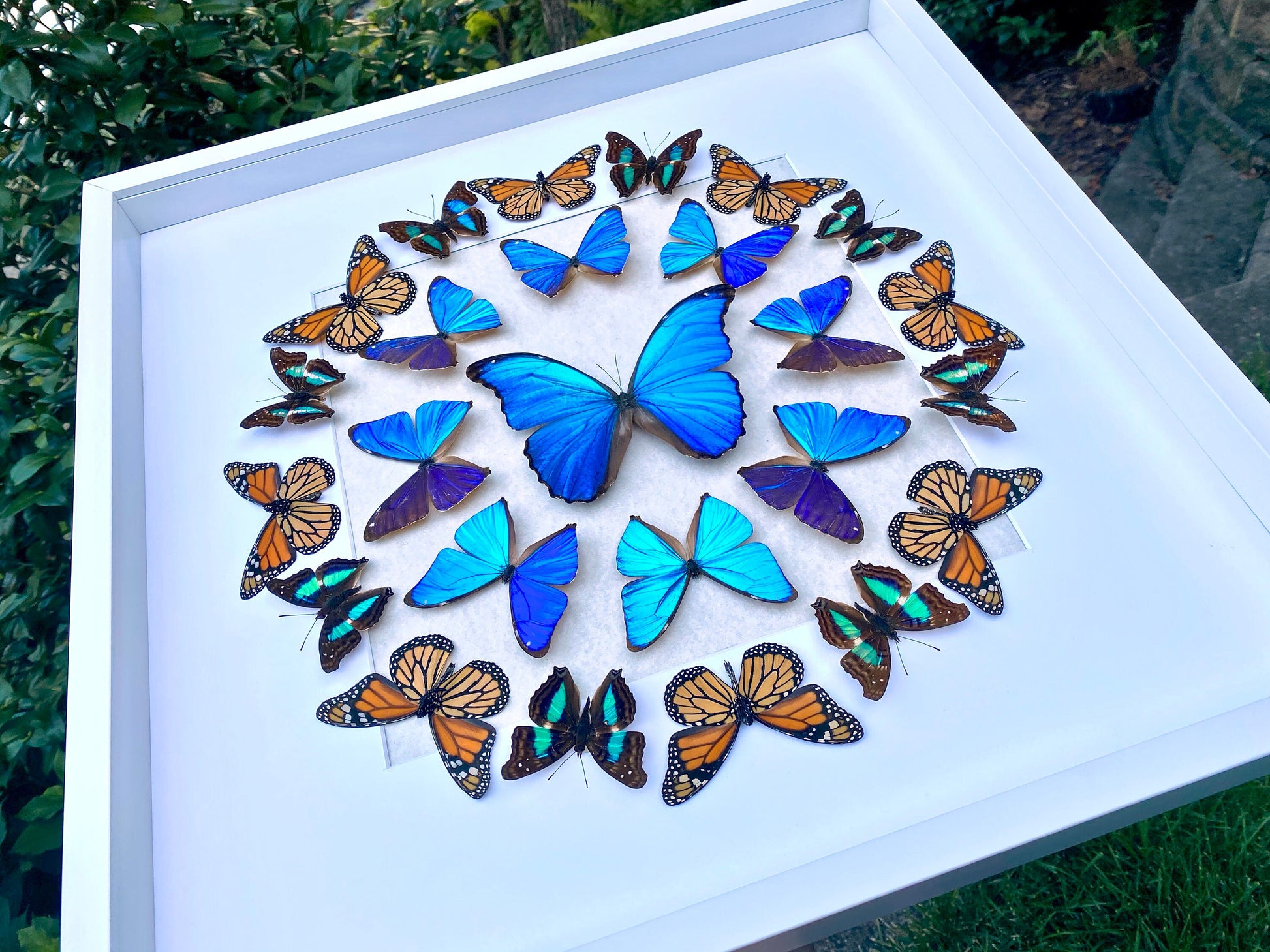 Real butterfly framed butterfly collection Butterfly taxidermy art Framed butterfly specimens Butterfly shadow box Framed butterfly art