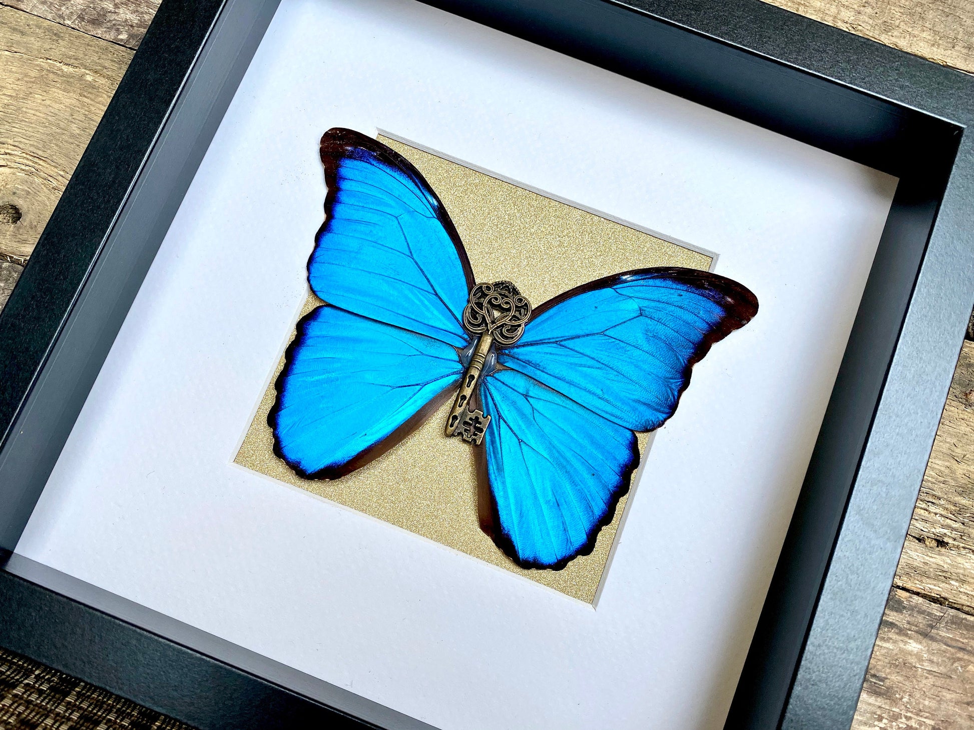 Real framed butterfly shadowbox Real framed butterflies Framed butterfly wall art Real butterfly taxidermy Framed blue morpho butterfly