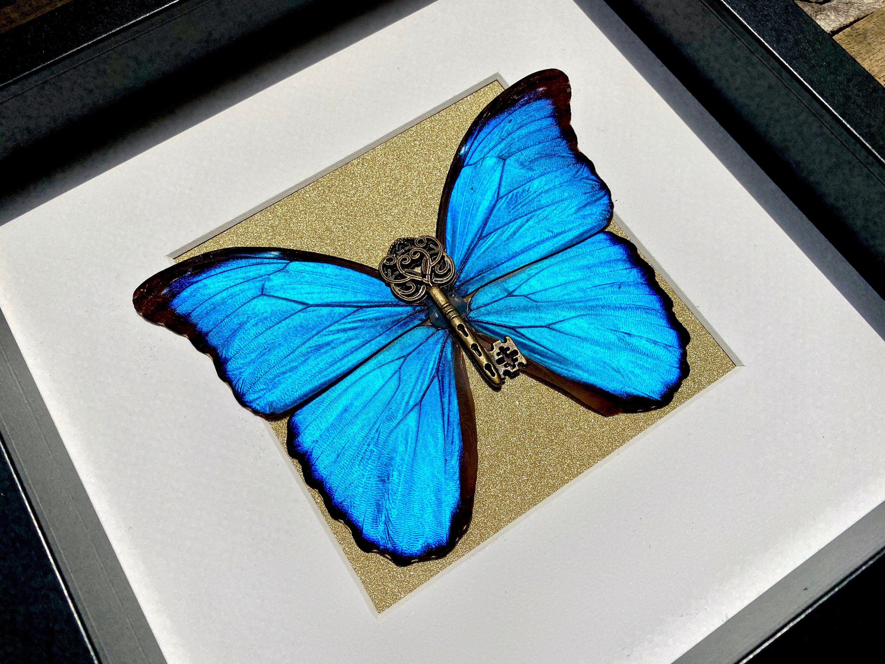 Real framed butterfly shadowbox Real framed butterflies Framed butterfly wall art Real butterfly taxidermy Framed blue morpho butterfly