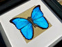 Real framed butterfly shadowbox Real framed butterflies Framed butterfly wall art Real butterfly taxidermy Framed blue morpho butterfly