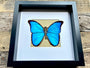 Real framed butterfly shadowbox Real framed butterflies Framed butterfly wall art Real butterfly taxidermy Framed blue morpho butterfly