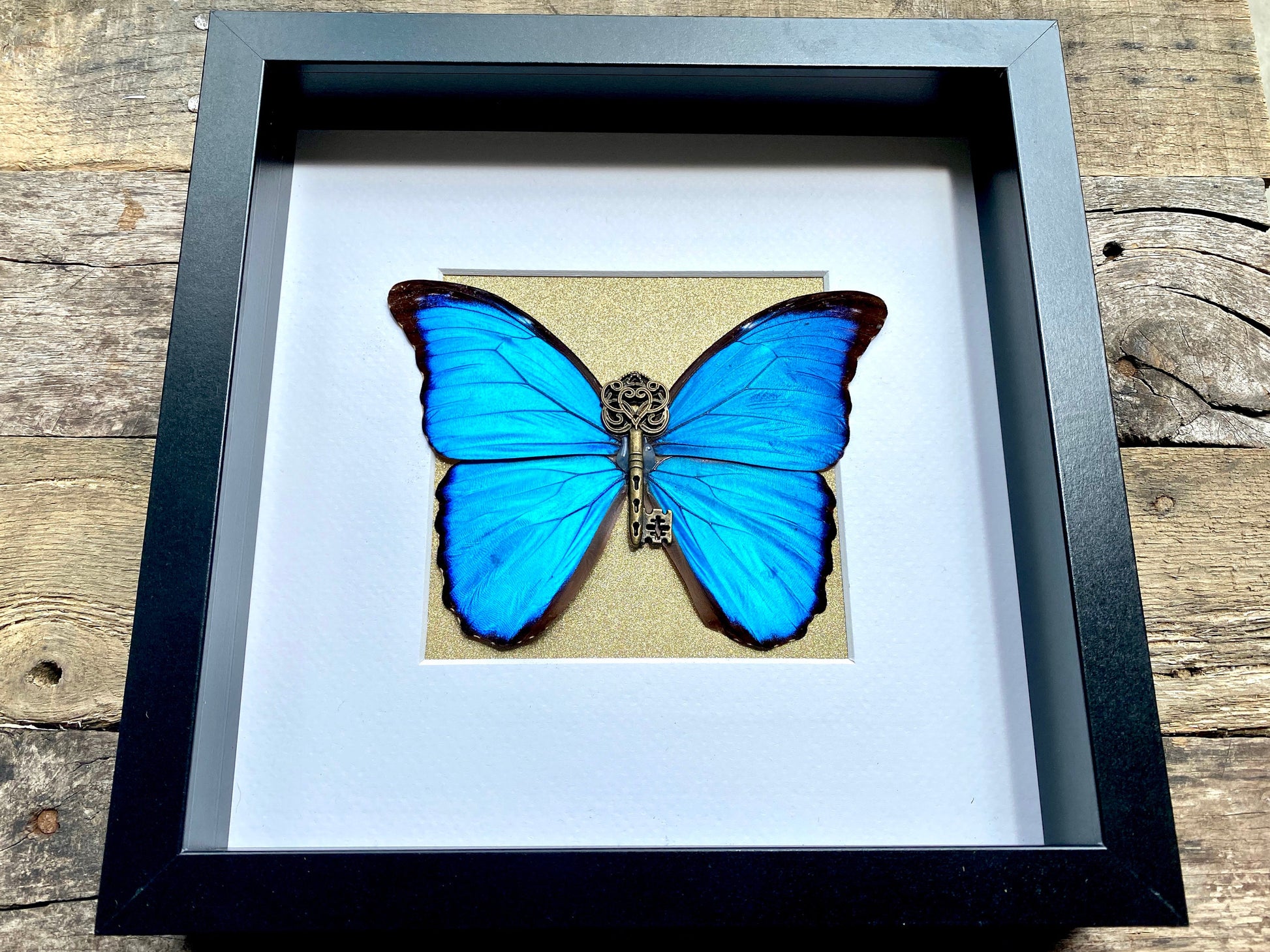 Real framed butterfly shadowbox Real framed butterflies Framed butterfly wall art Real butterfly taxidermy Framed blue morpho butterfly
