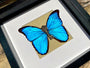 Real framed butterfly shadowbox Real framed butterflies Framed butterfly wall art Real butterfly taxidermy Framed blue morpho butterfly