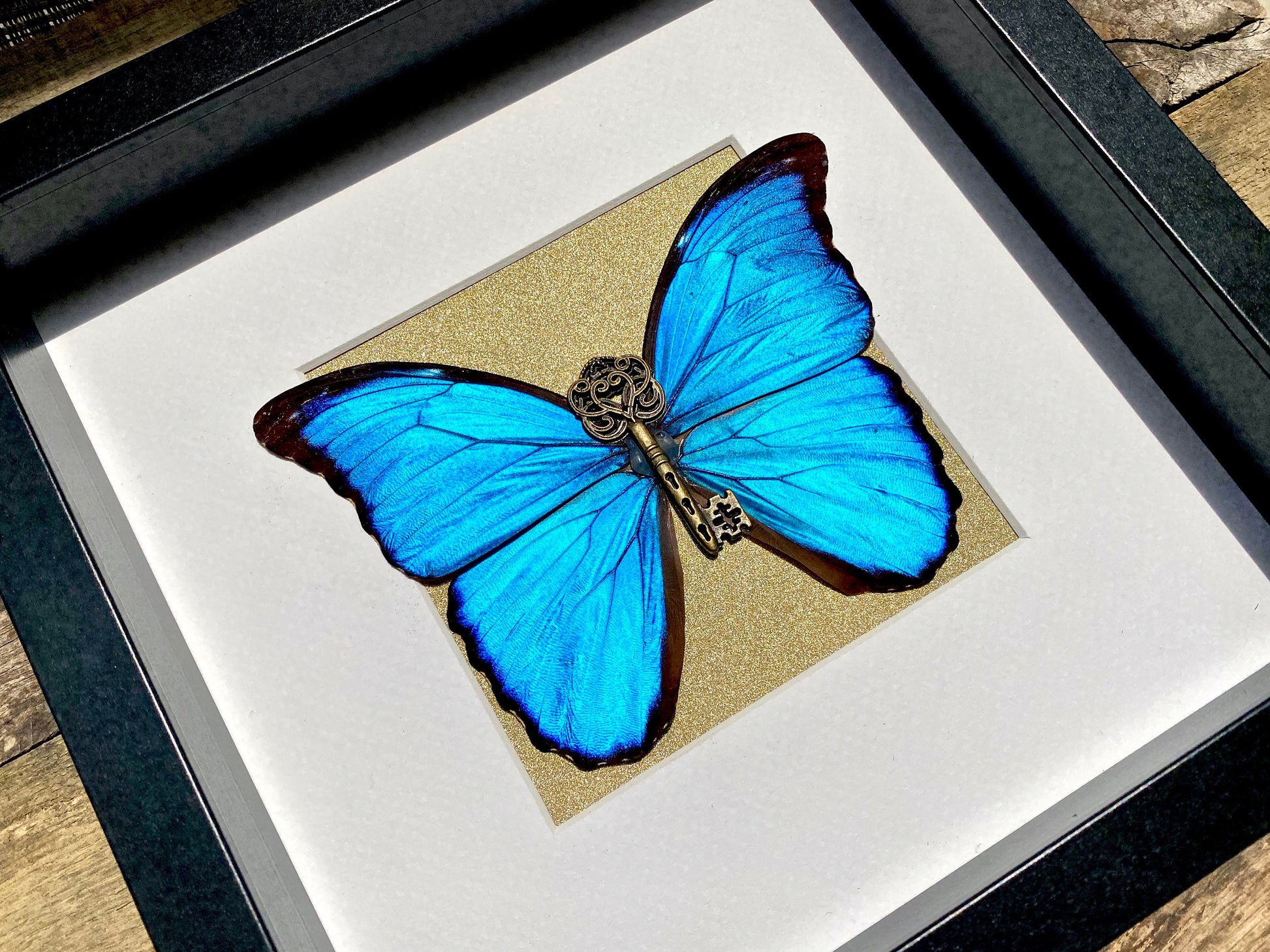Real framed butterfly shadowbox Real framed butterflies Framed butterfly wall art Real butterfly taxidermy Framed blue morpho butterfly