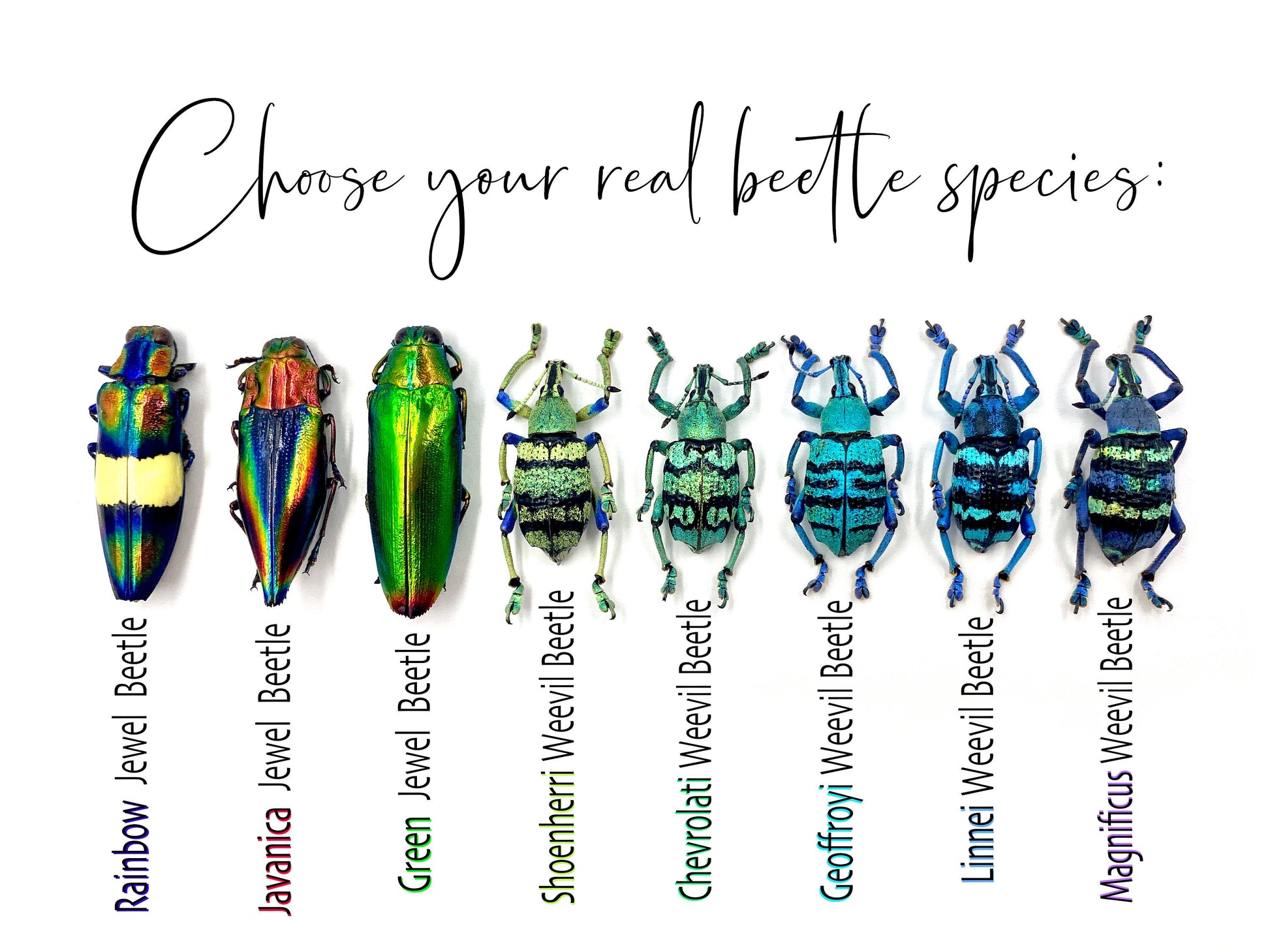 Real bug necklace Witchy jewelry Insect necklace Science jewelry Glass vial necklace Specimen necklace Ethically sourced beetle necklace