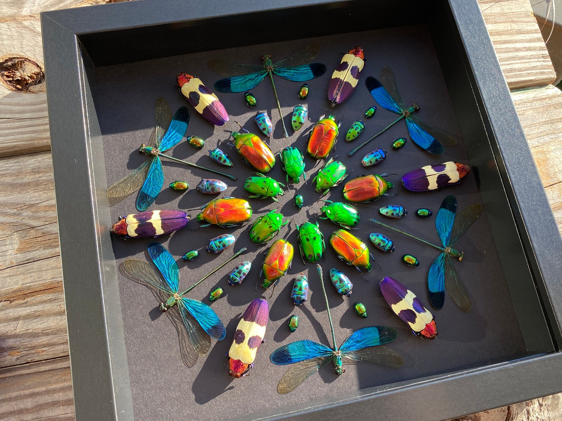 Real framed insects Pinned bugs Oddities and curiosities Taxidermy insect shadow box Real framed dragonflies Framed bugs Real insect artwork