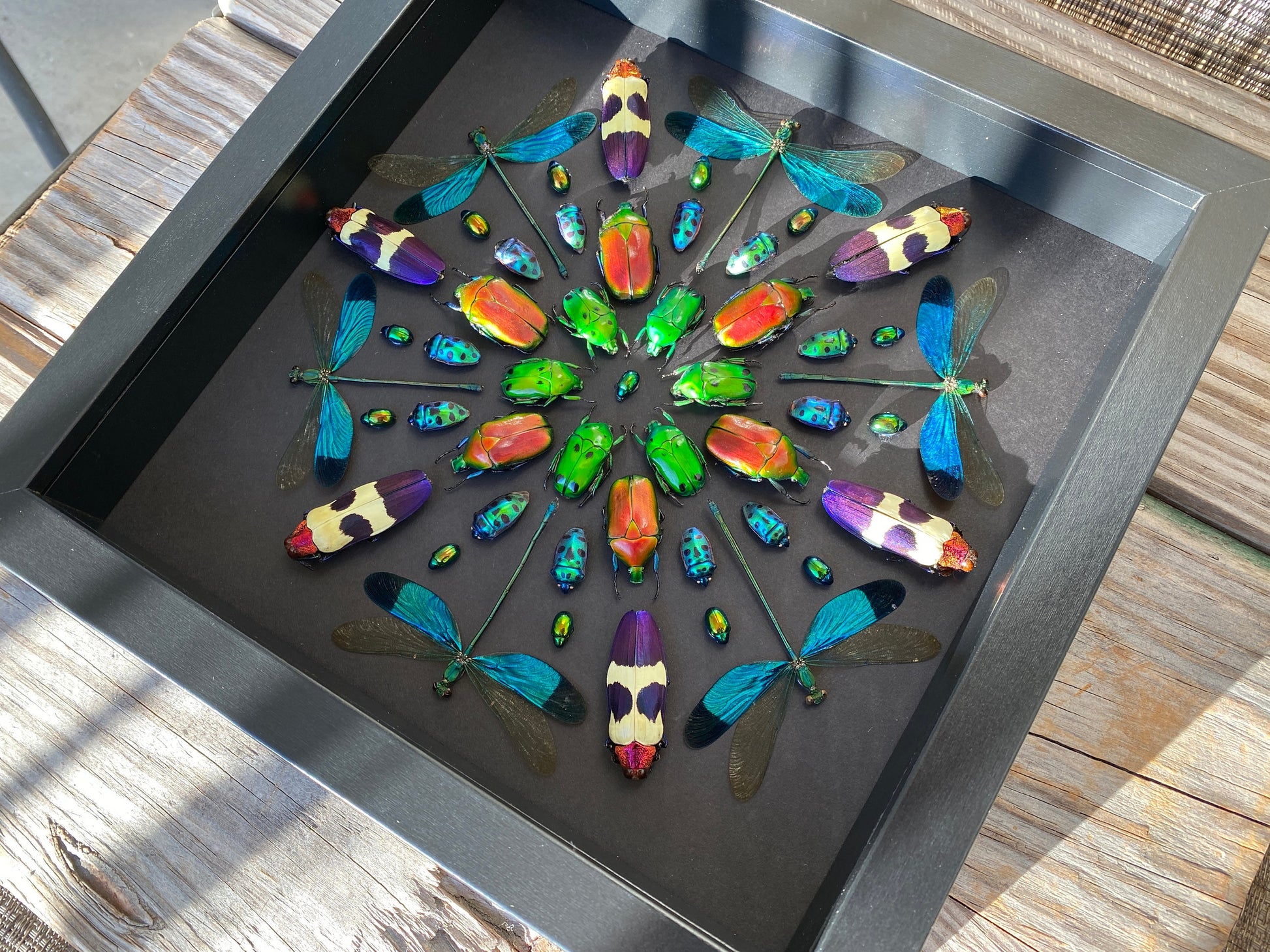 Real framed insects Pinned bugs Oddities and curiosities Taxidermy insect shadow box Real framed dragonflies Framed bugs Real insect artwork