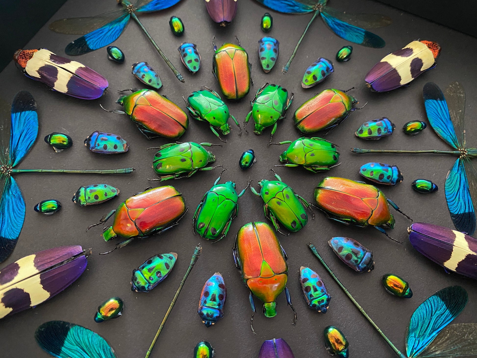 Real framed insects Pinned bugs Oddities and curiosities Taxidermy insect shadow box Real framed dragonflies Framed bugs Real insect artwork