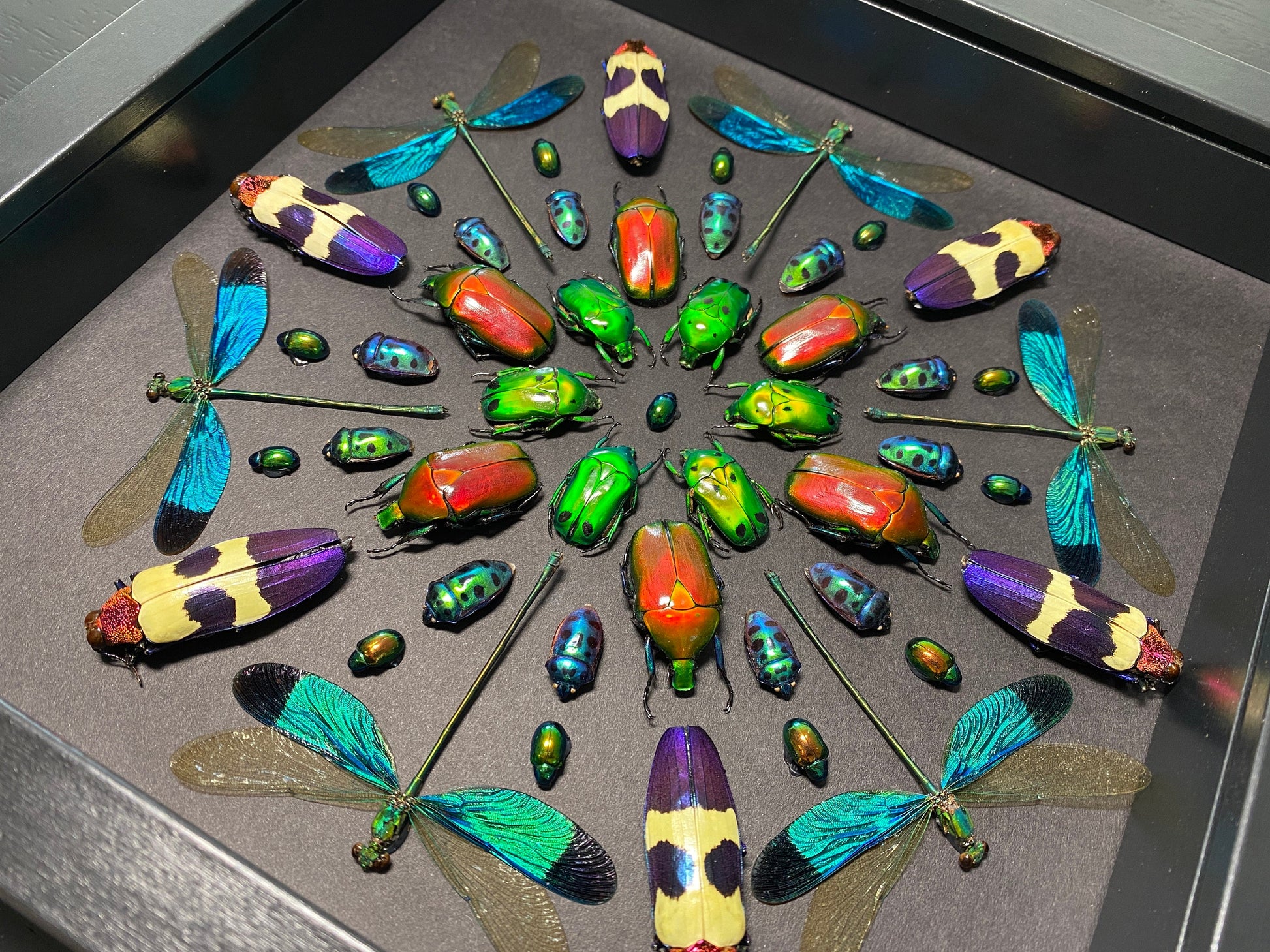 Real framed insects Pinned bugs Oddities and curiosities Taxidermy insect shadow box Real framed dragonflies Framed bugs Real insect artwork