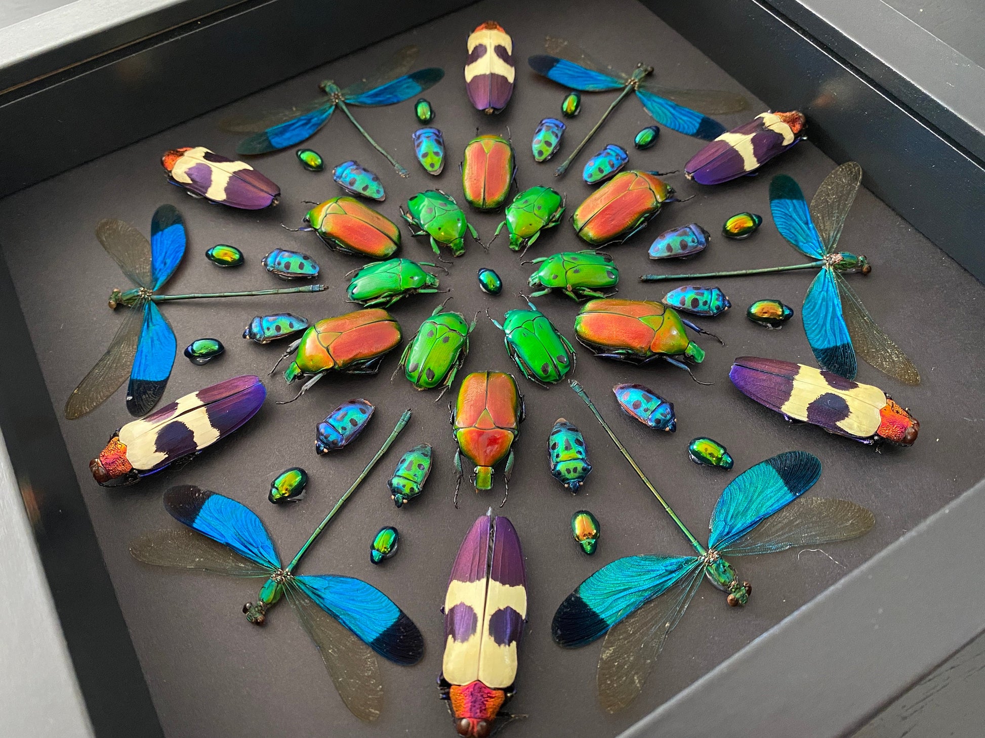 Real framed insects Pinned bugs Oddities and curiosities Taxidermy insect shadow box Real framed dragonflies Framed bugs Real insect artwork