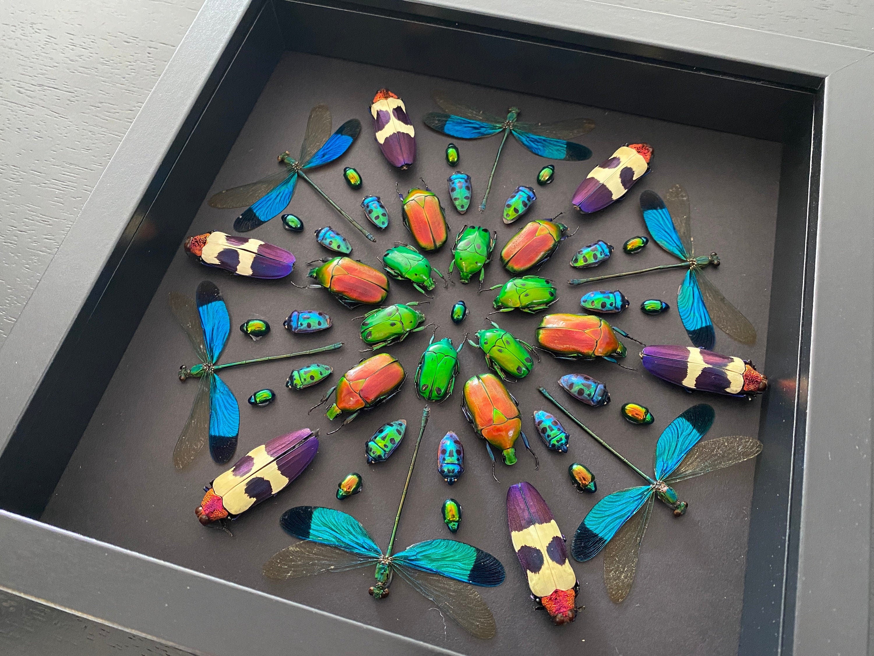 Real framed insects Pinned bugs Oddities and curiosities Taxidermy insect shadow box Real framed dragonflies Framed bugs Real insect artwork