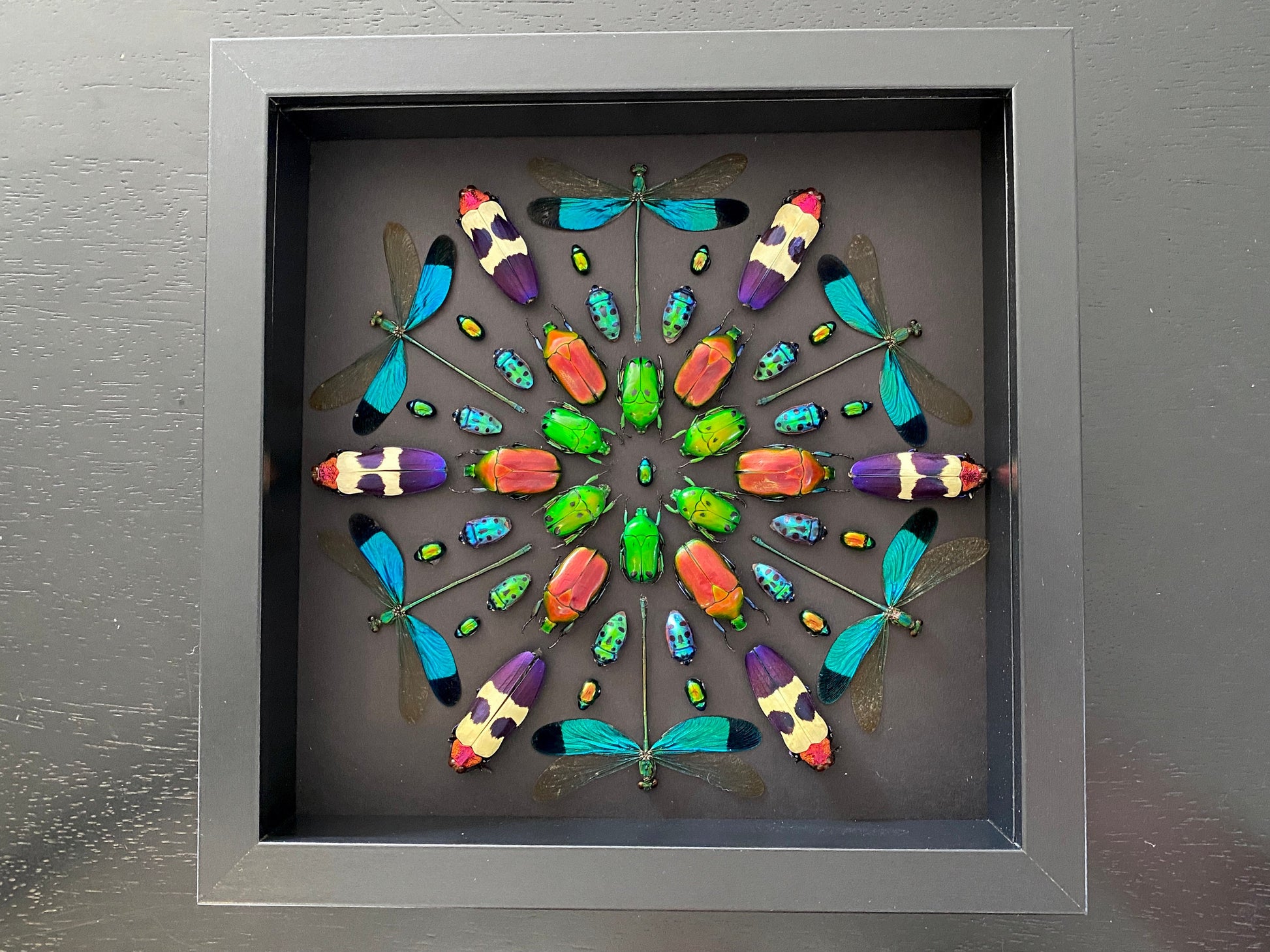 Real framed insects Pinned bugs Oddities and curiosities Taxidermy insect shadow box Real framed dragonflies Framed bugs Real insect artwork