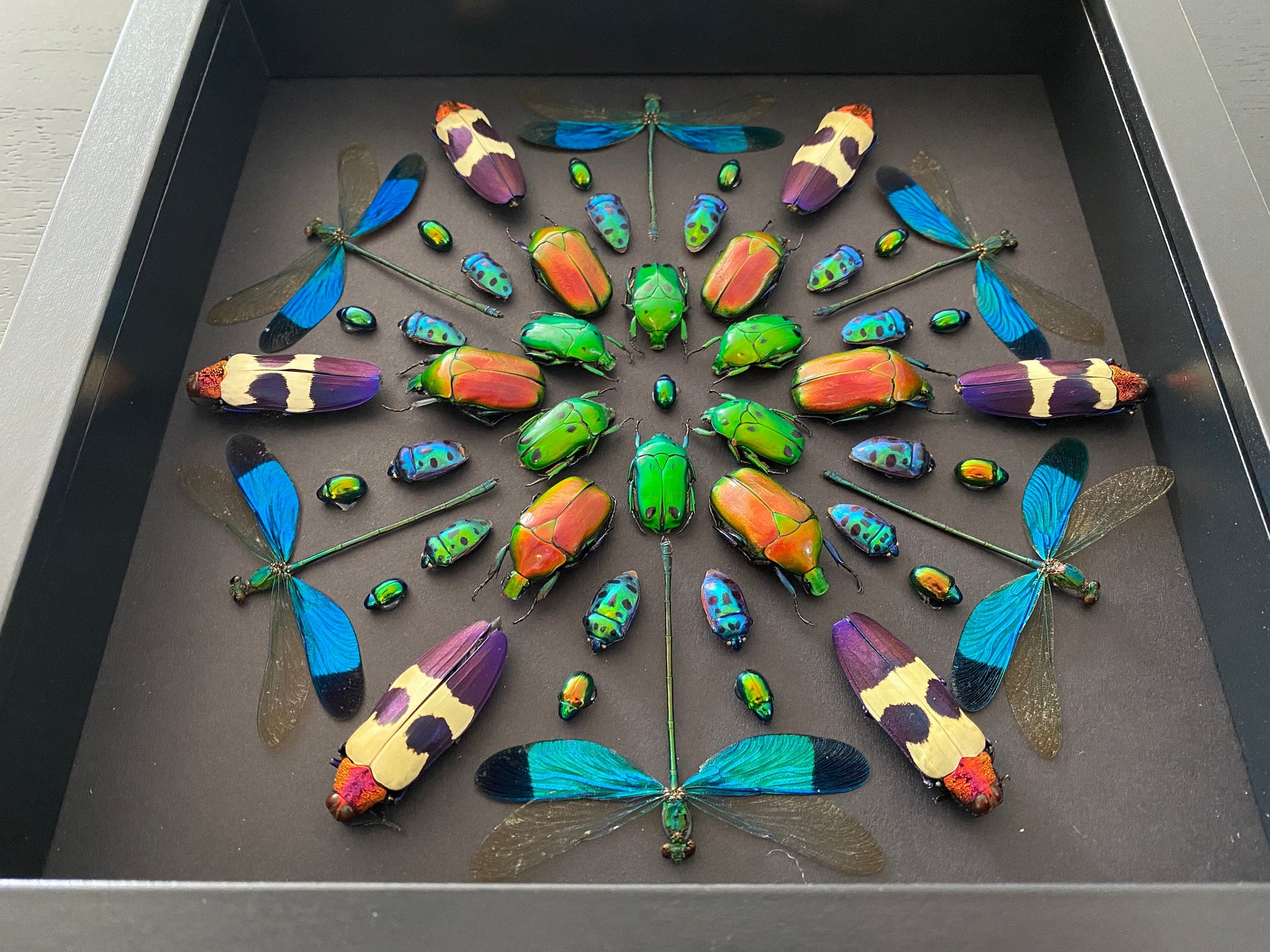 Real framed insects Pinned bugs Oddities and curiosities Taxidermy insect shadow box Real framed dragonflies Framed bugs Real insect artwork