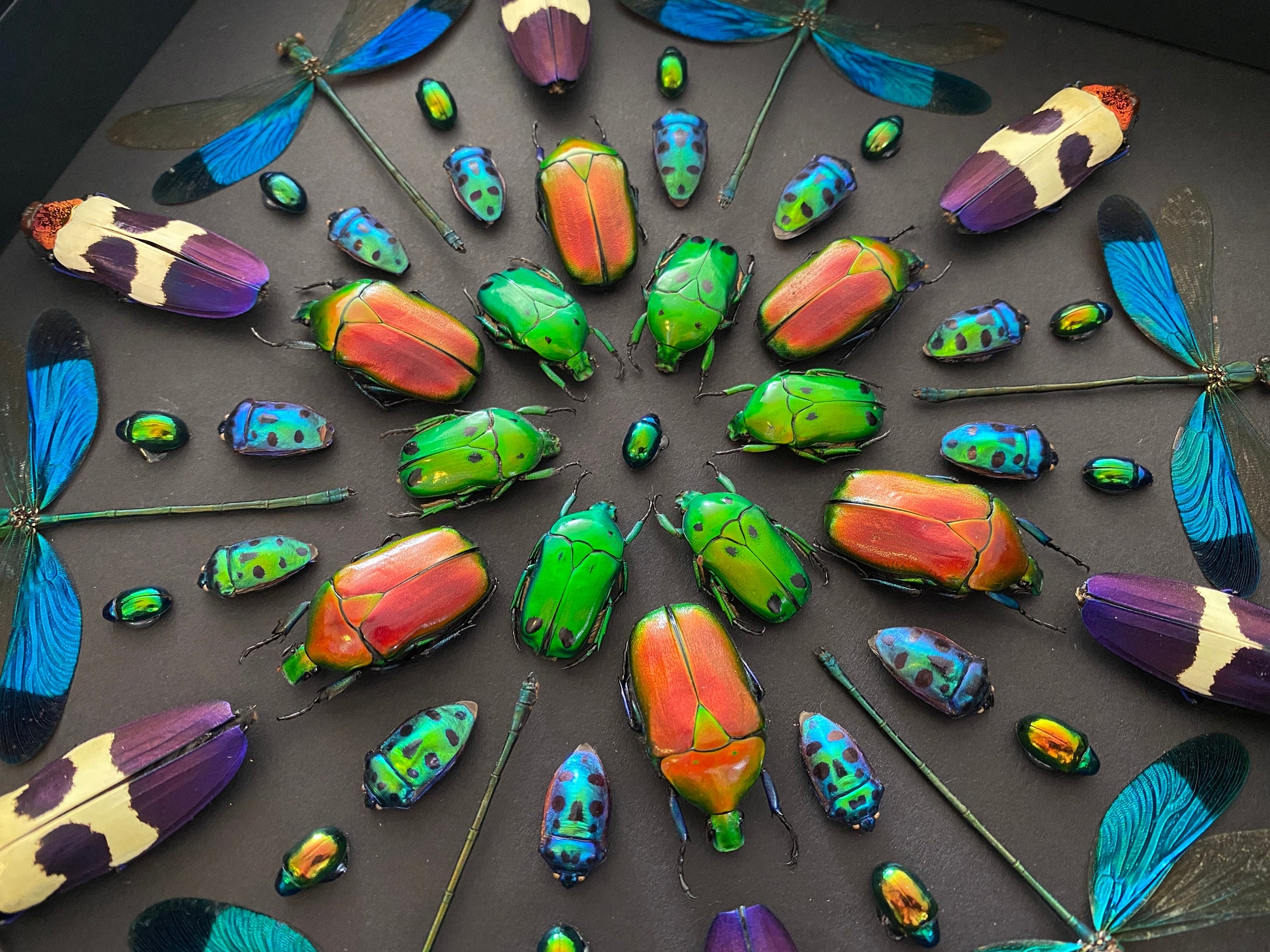 Real framed insects Pinned bugs Oddities and curiosities Taxidermy insect shadow box Real framed dragonflies Framed bugs Real insect artwork