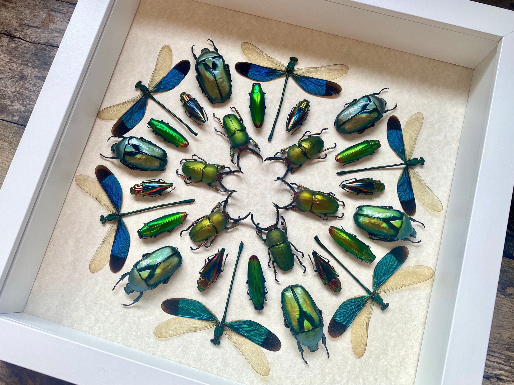 Framed insect taxidermy Oddities and curiosities Framed wall art mixed media Real insect collage Dragonfly taxidermy beetle Kaleidoscope