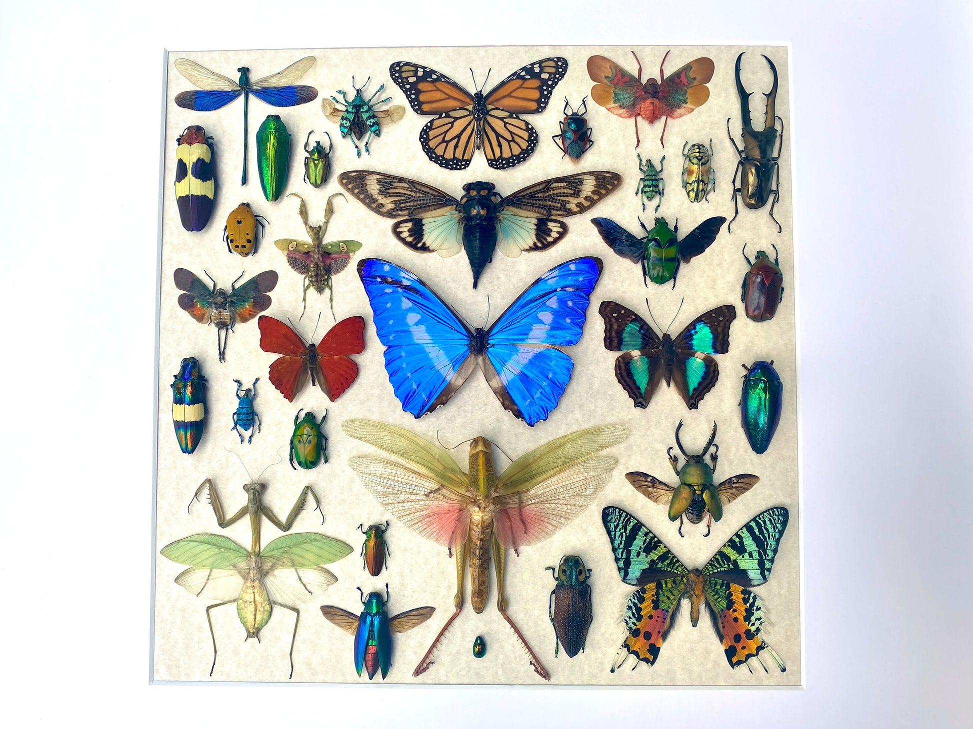 Real insect wall art Rare Insect collection Bug wall art Taxidermy wall decor Framed butterfly shadowbox Bug collection Entomology gifts