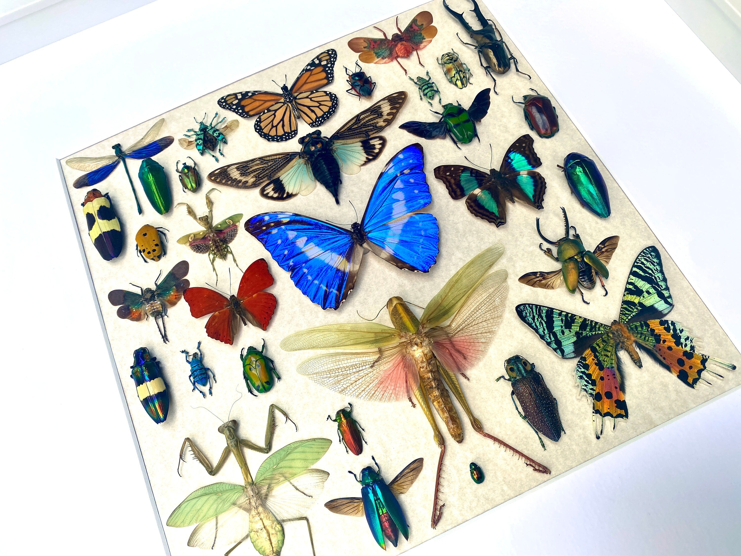 Real insect wall art Rare Insect collection Bug wall art Taxidermy wall decor Framed butterfly shadowbox Bug collection Entomology gifts