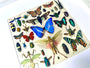 Real insect wall art Rare Insect collection Bug wall art Taxidermy wall decor Framed butterfly shadowbox Bug collection Entomology gifts